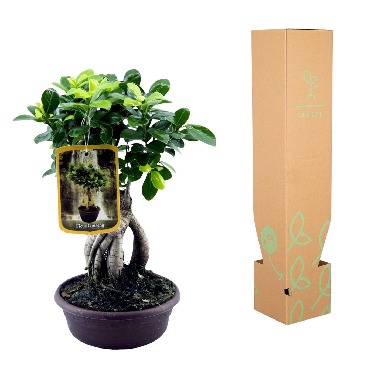 Ficus Microcarpa Ginseng - 30 cm