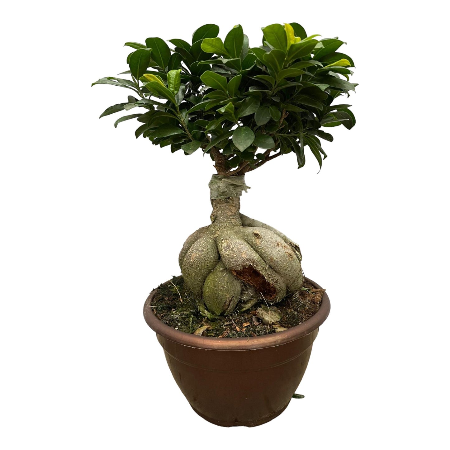Ficus Microcarpa Ginseng - 50 cm