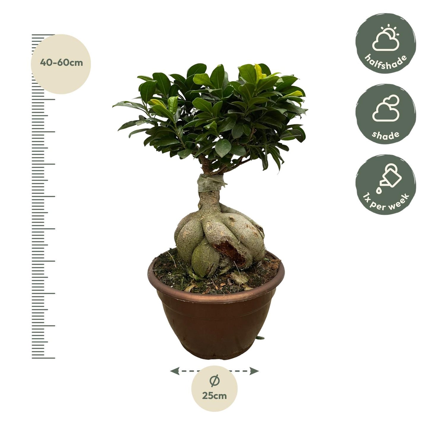 Ficus Microcarpa Ginseng - 50 cm