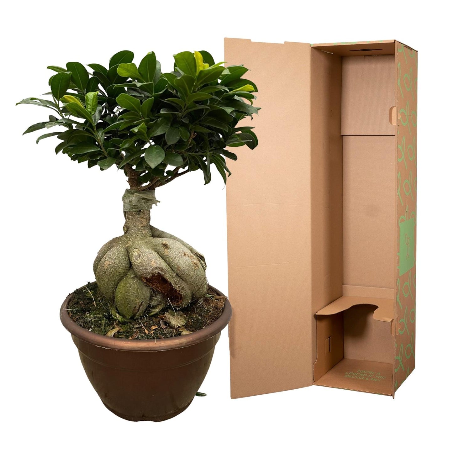 Ficus Microcarpa Ginseng - 50 cm