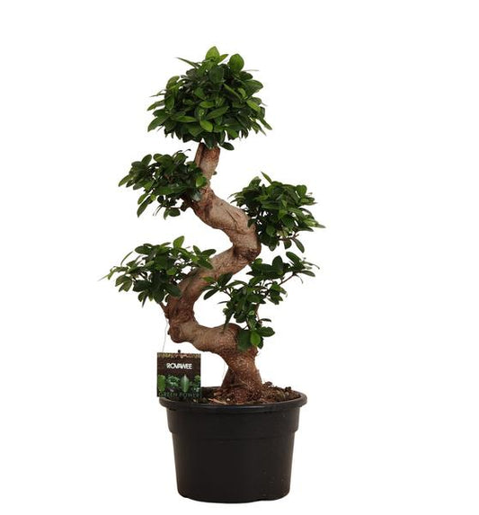 Ficus Microcarpa Ginseng - 80 cm