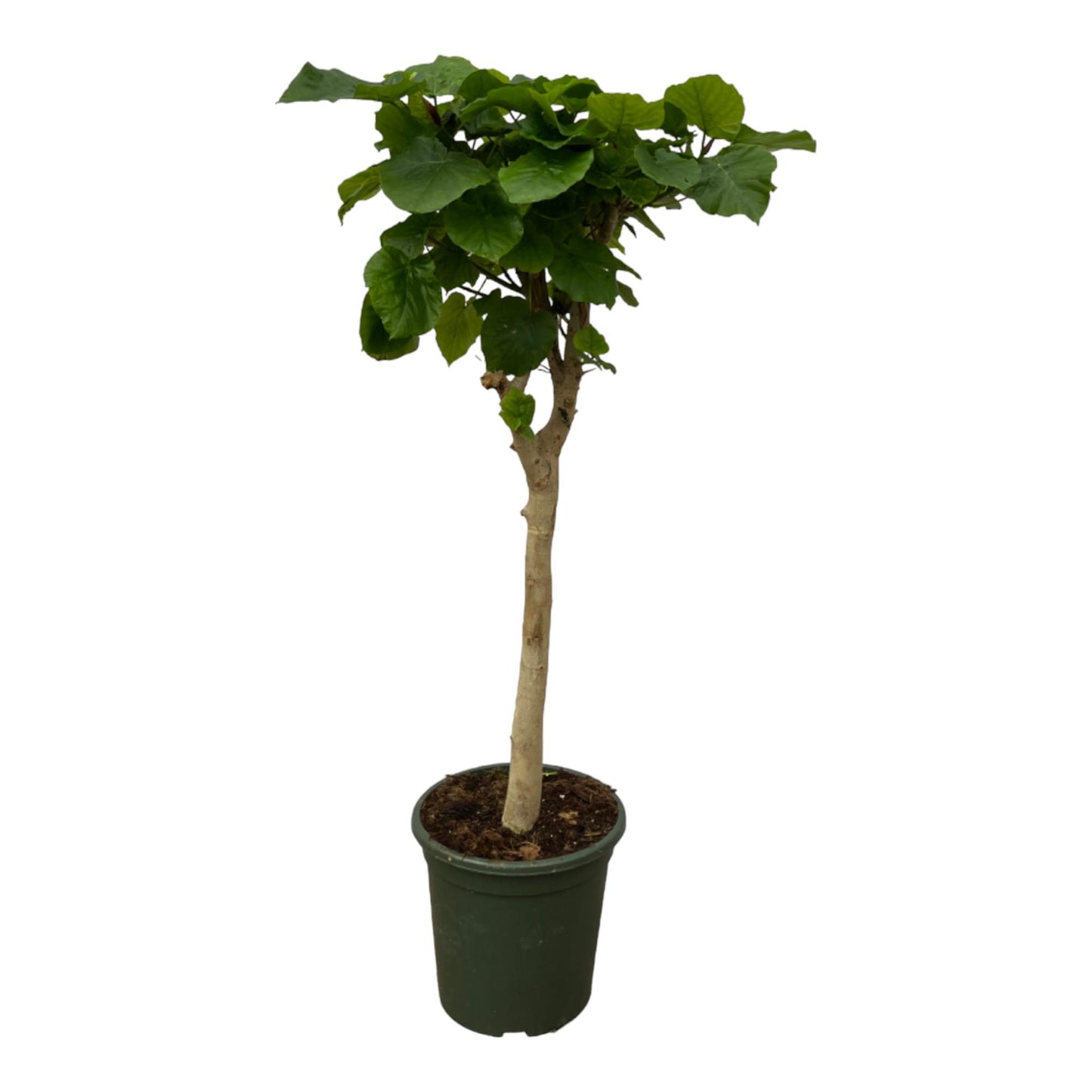 Ficus Umbellata stam - 180 cm