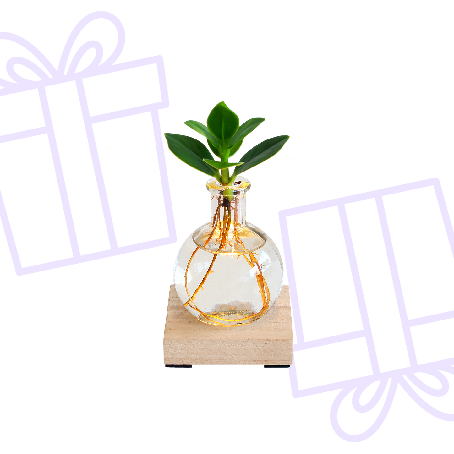 Glowplant - Clusia in vaasje met lampje