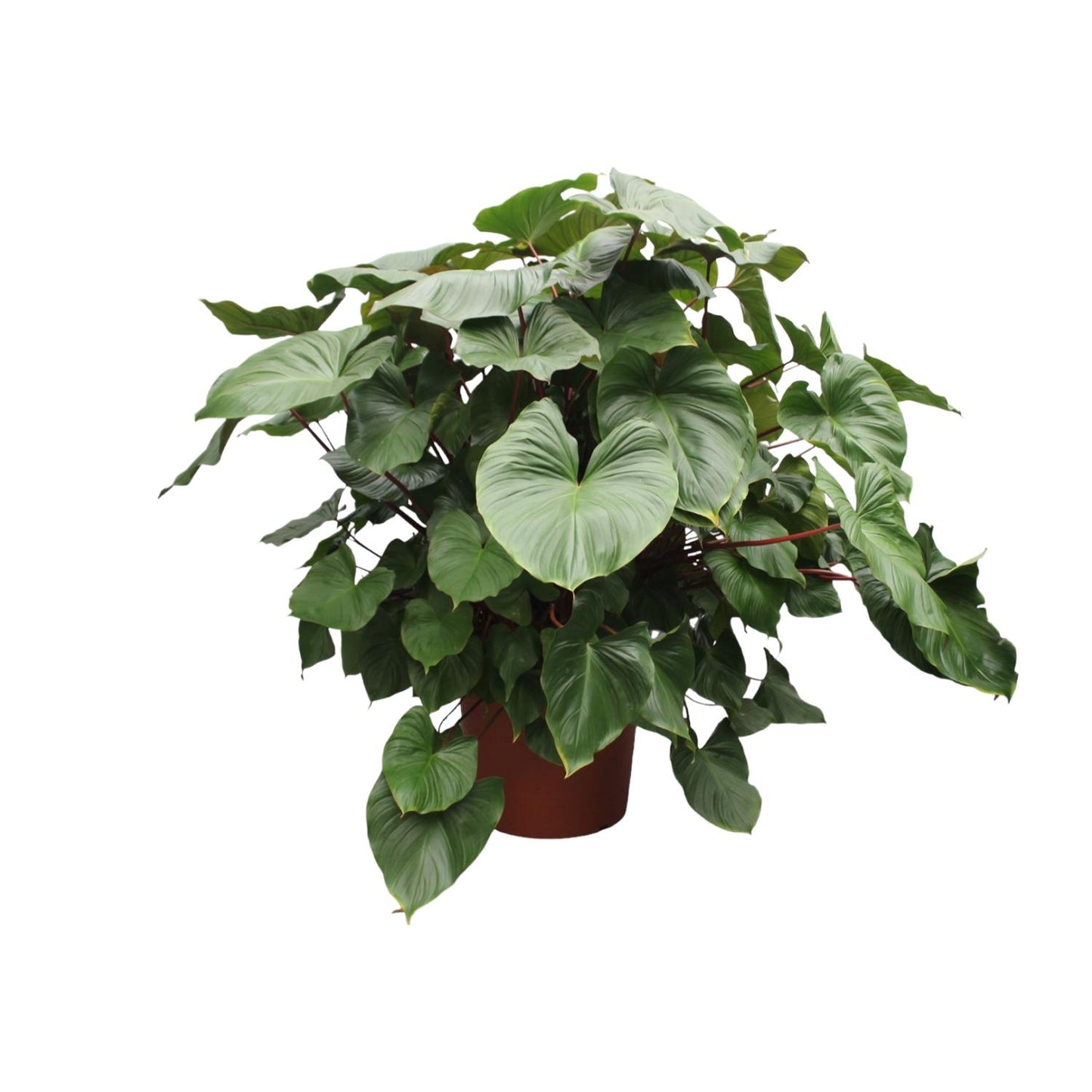 Homalomena Rubescens Maggy - 170 cm - Forest Plants