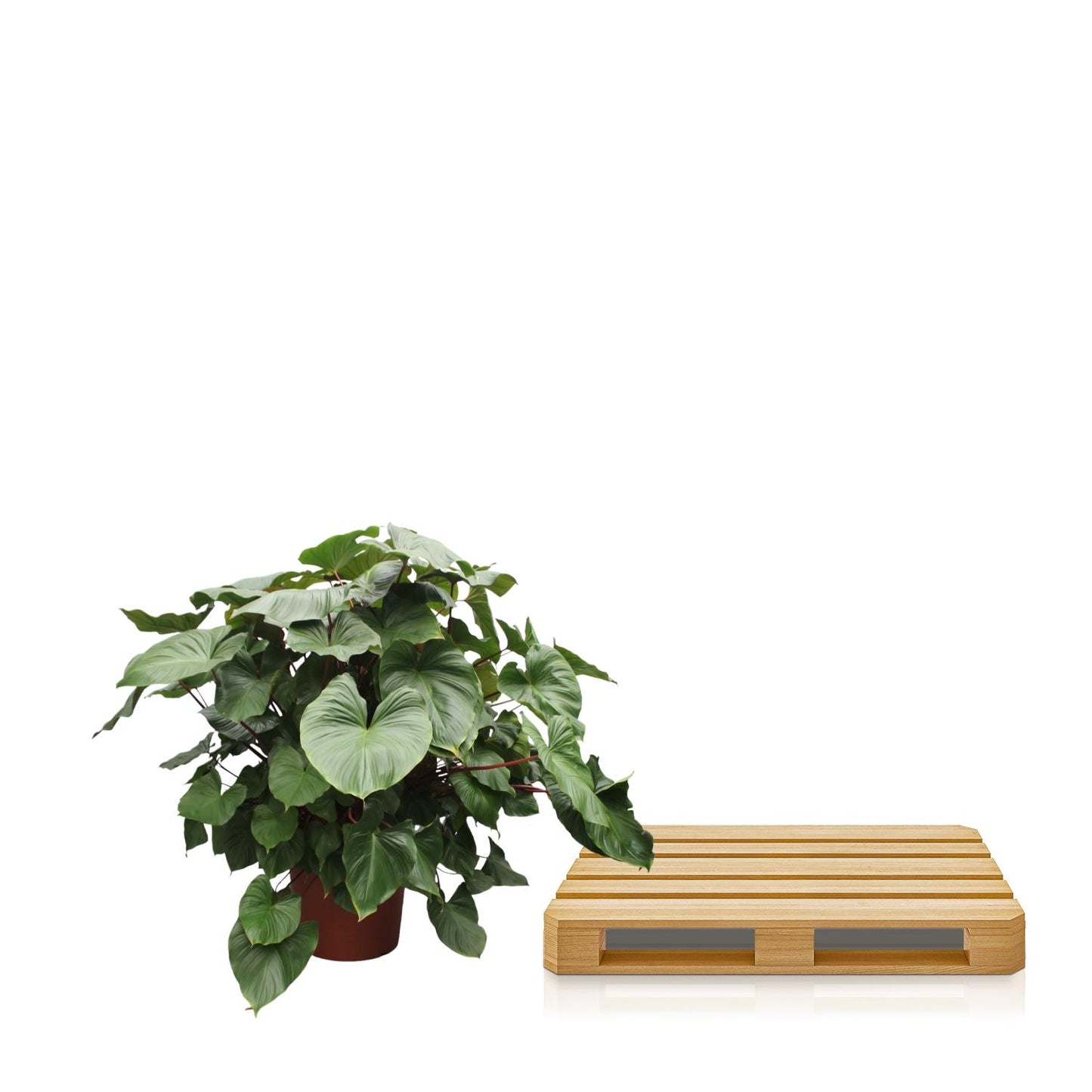 Homalomena Rubescens Maggy - 170 cm - Forest Plants