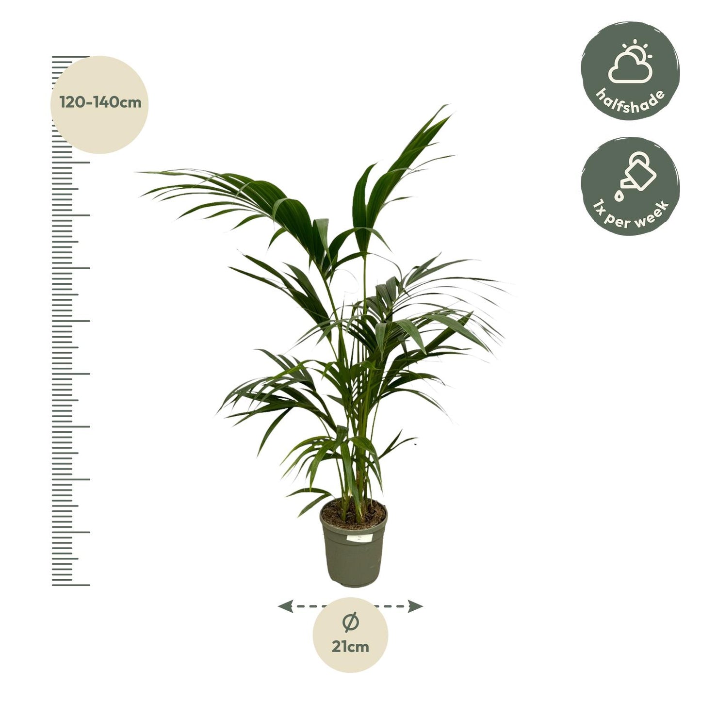 Kentia Palm - 130 cm
