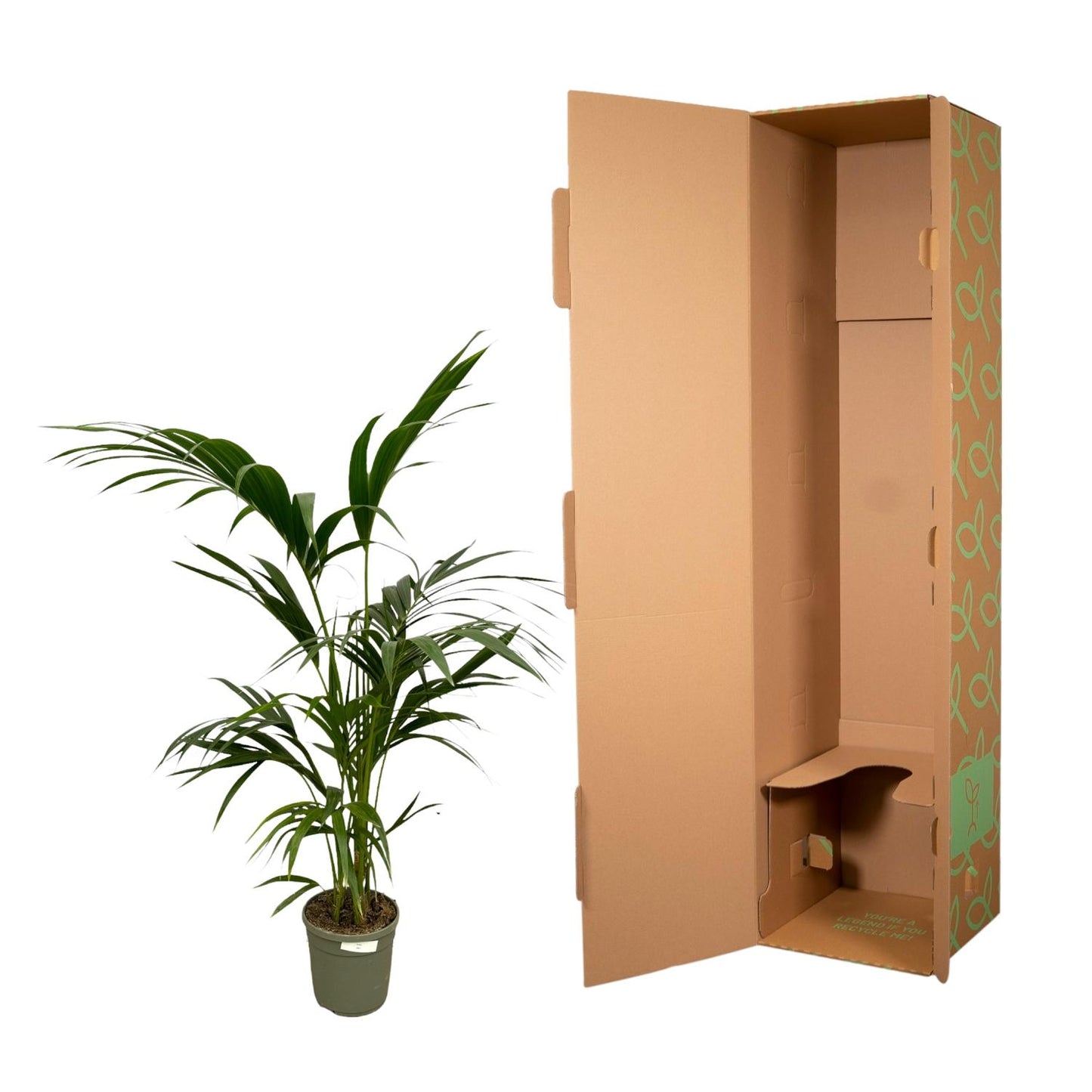 Kentia Palm - 130 cm