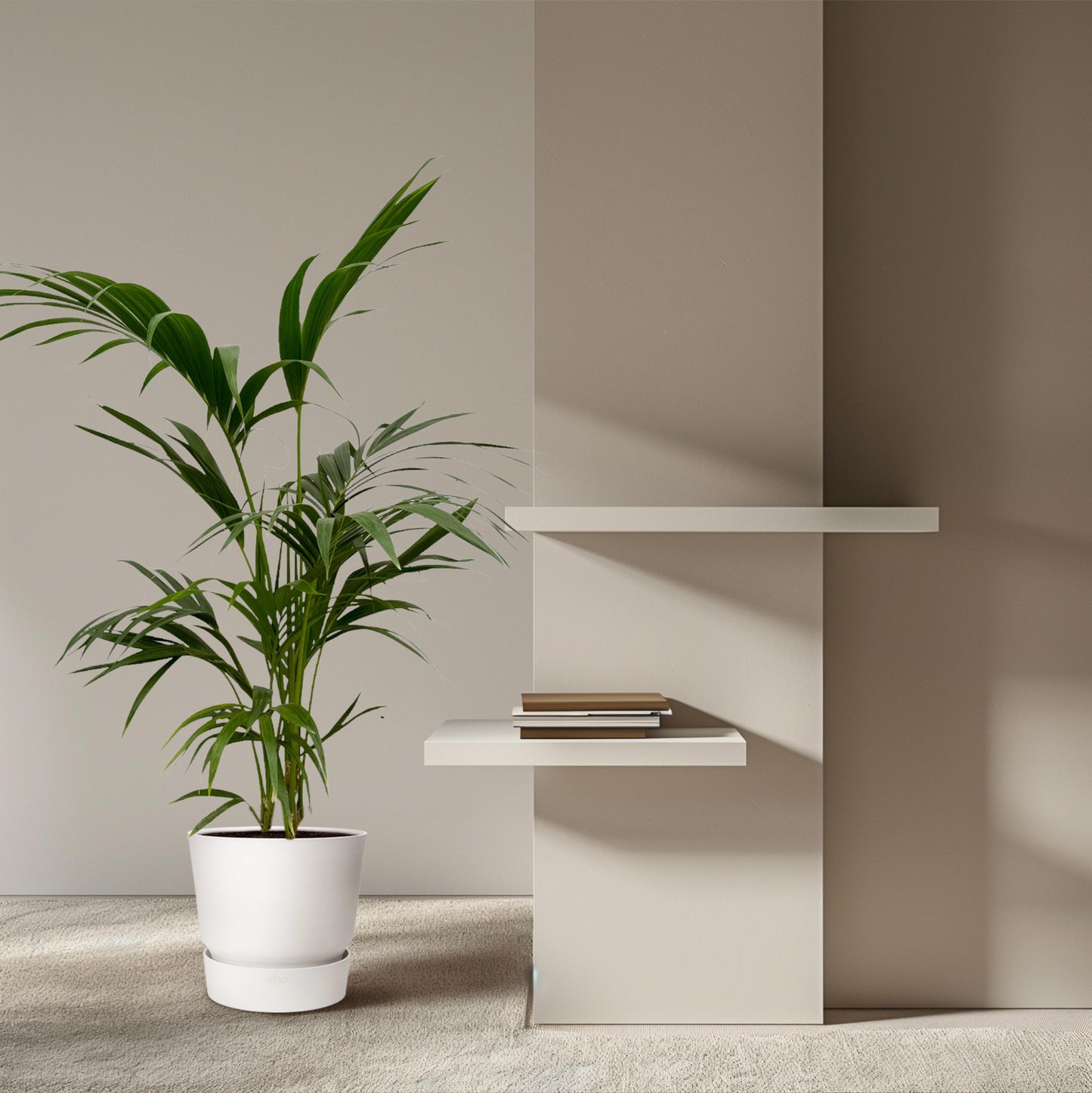 Kentia Palm - 130 cm