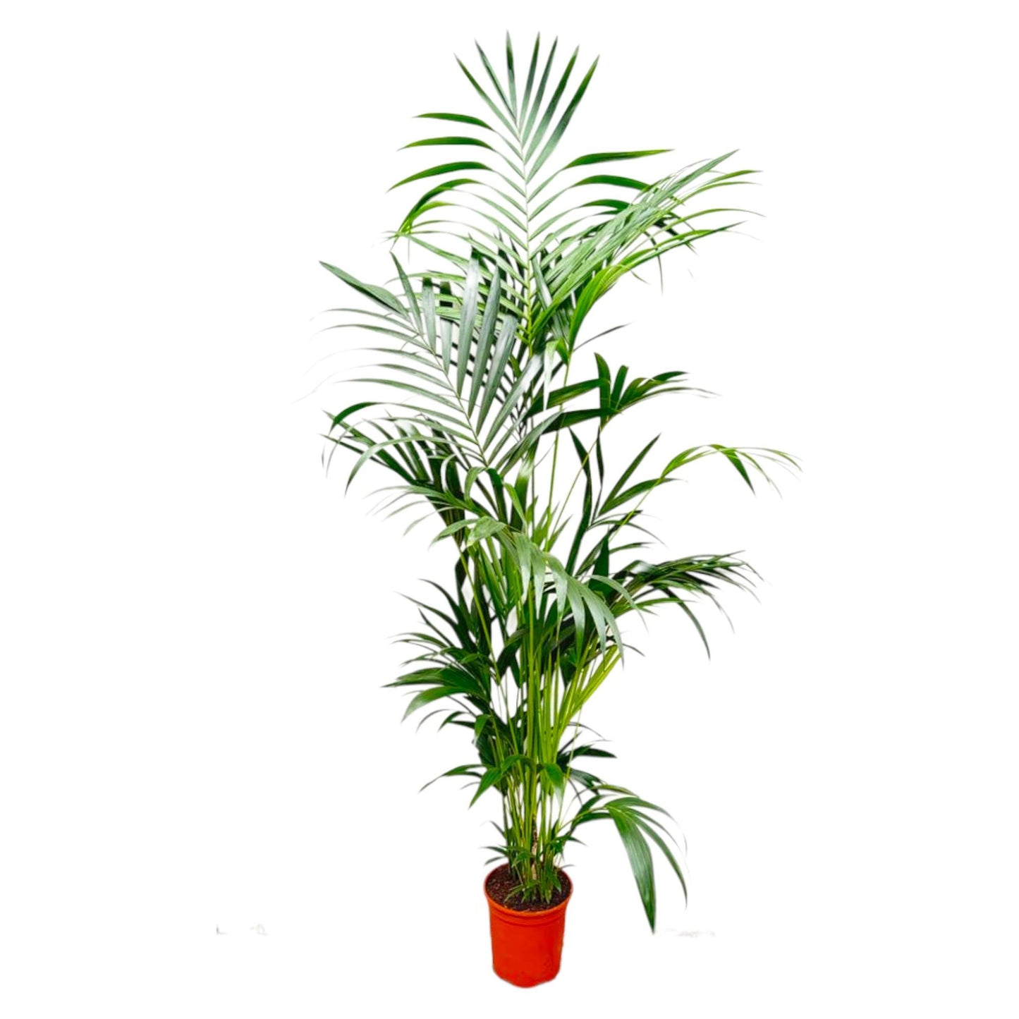 Kentia Palm - 200 cm - Forest Plants