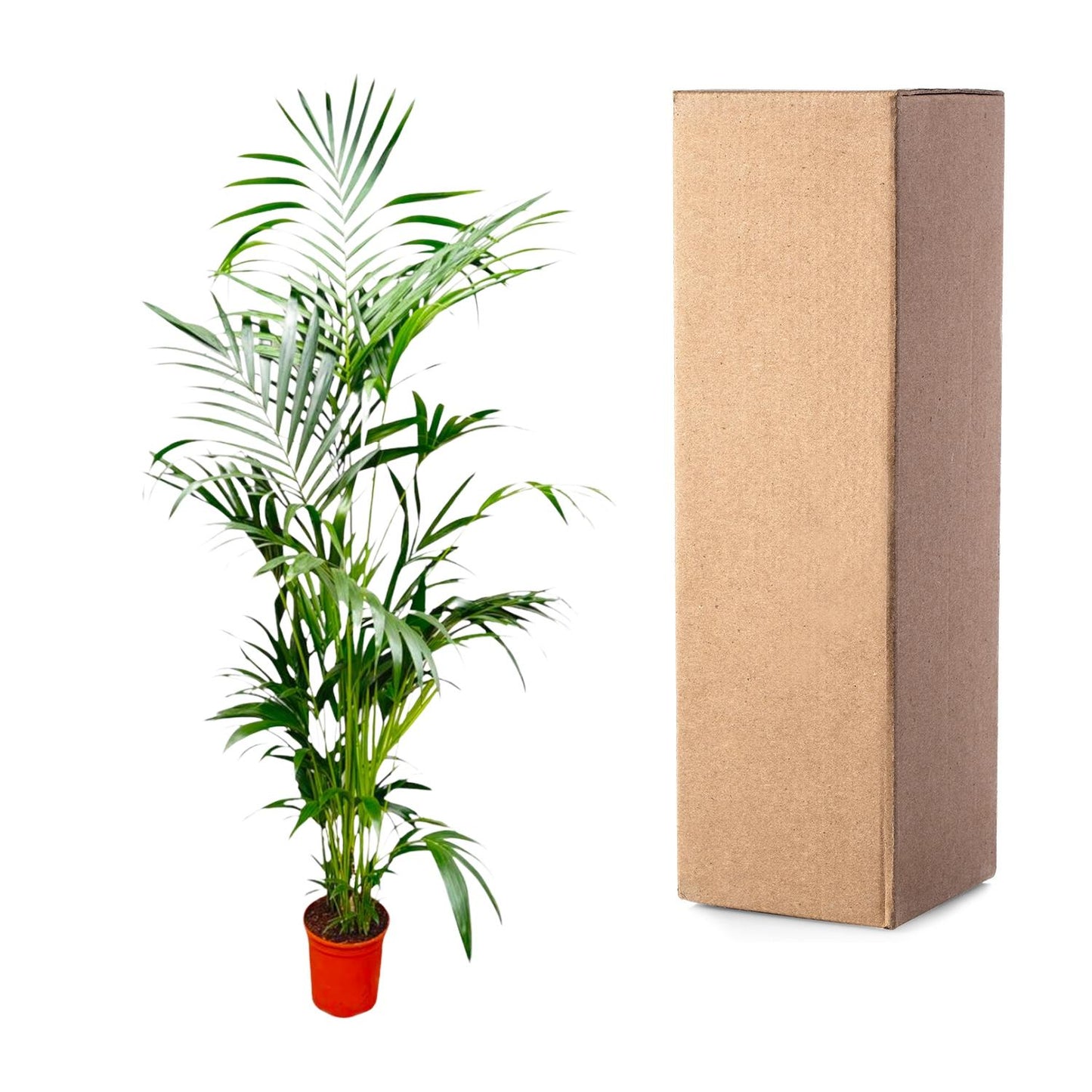 Kentia Palm - 200 cm - Forest Plants