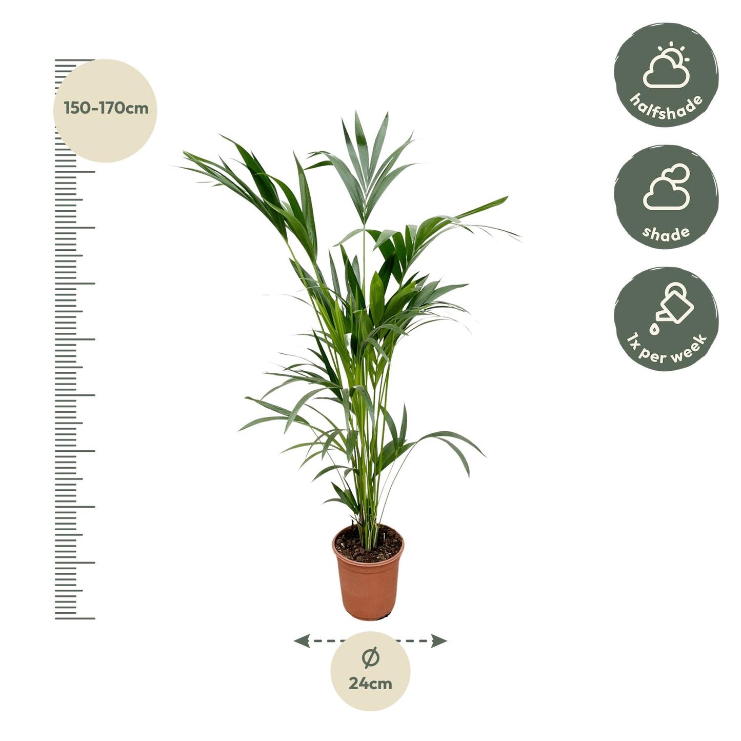 Kentia palm - 160 cm - Forest Plants