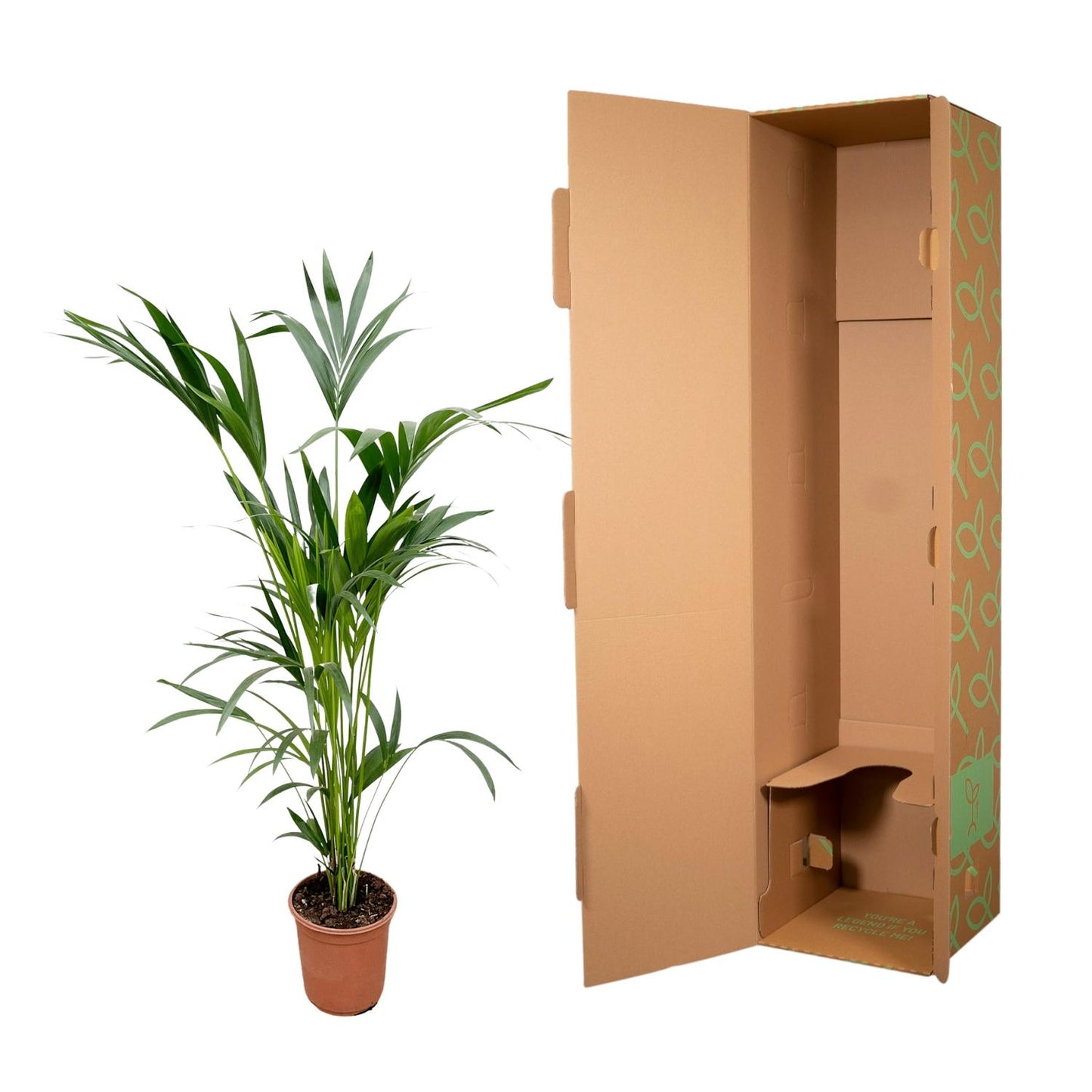 Kentia palm - 160 cm - Forest Plants