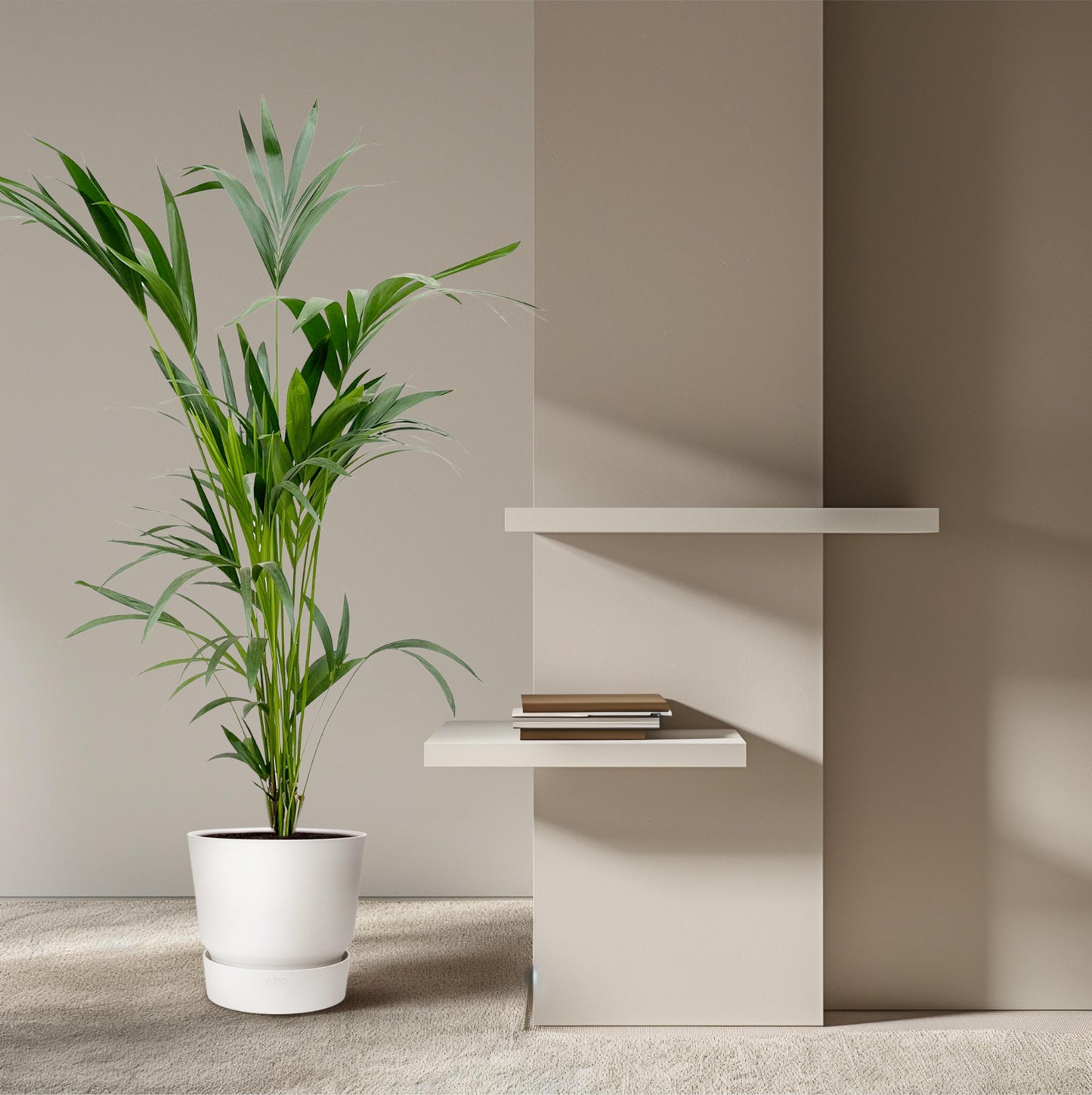 Kentia palm - 160 cm - Forest Plants