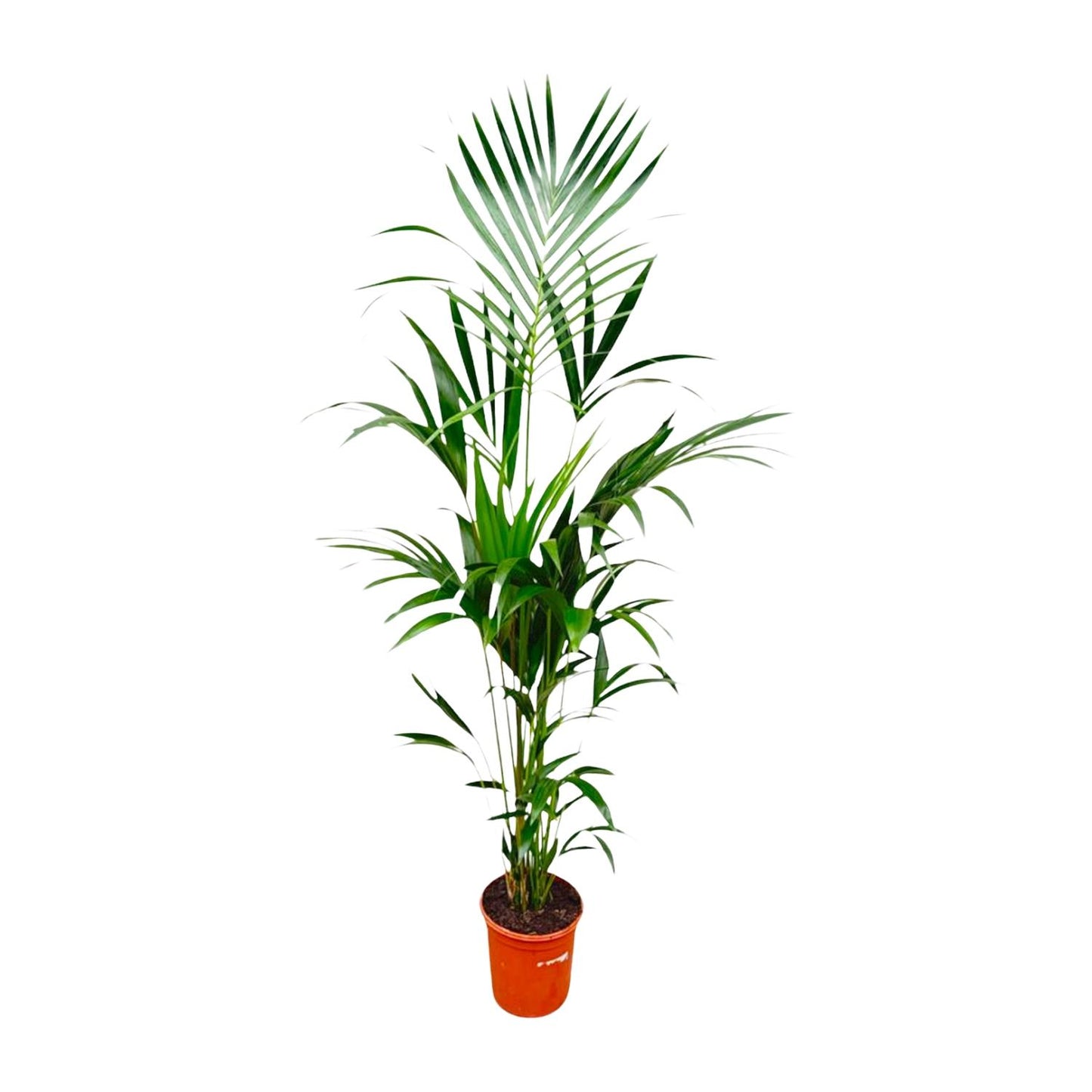 Kentia palm - 180 cm - Forest Plants
