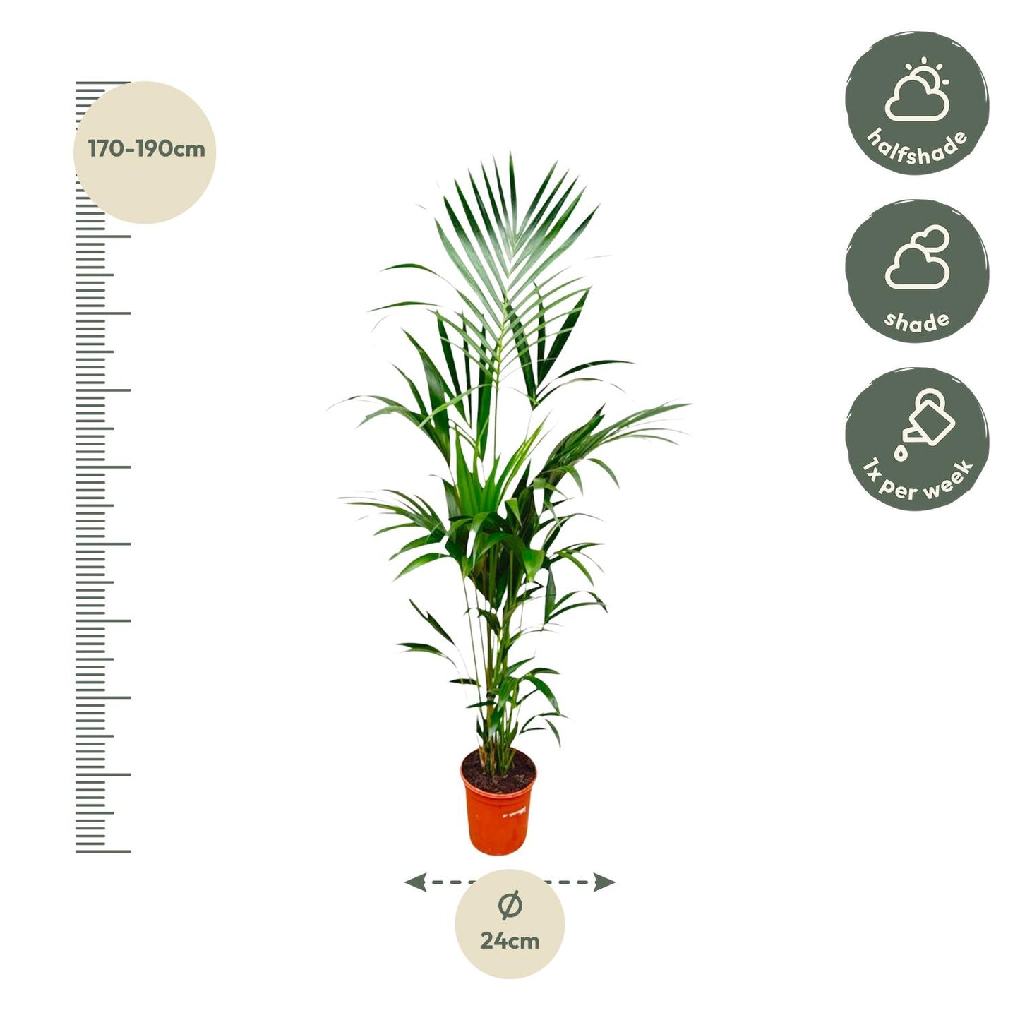 Kentia palm - 180 cm - Forest Plants