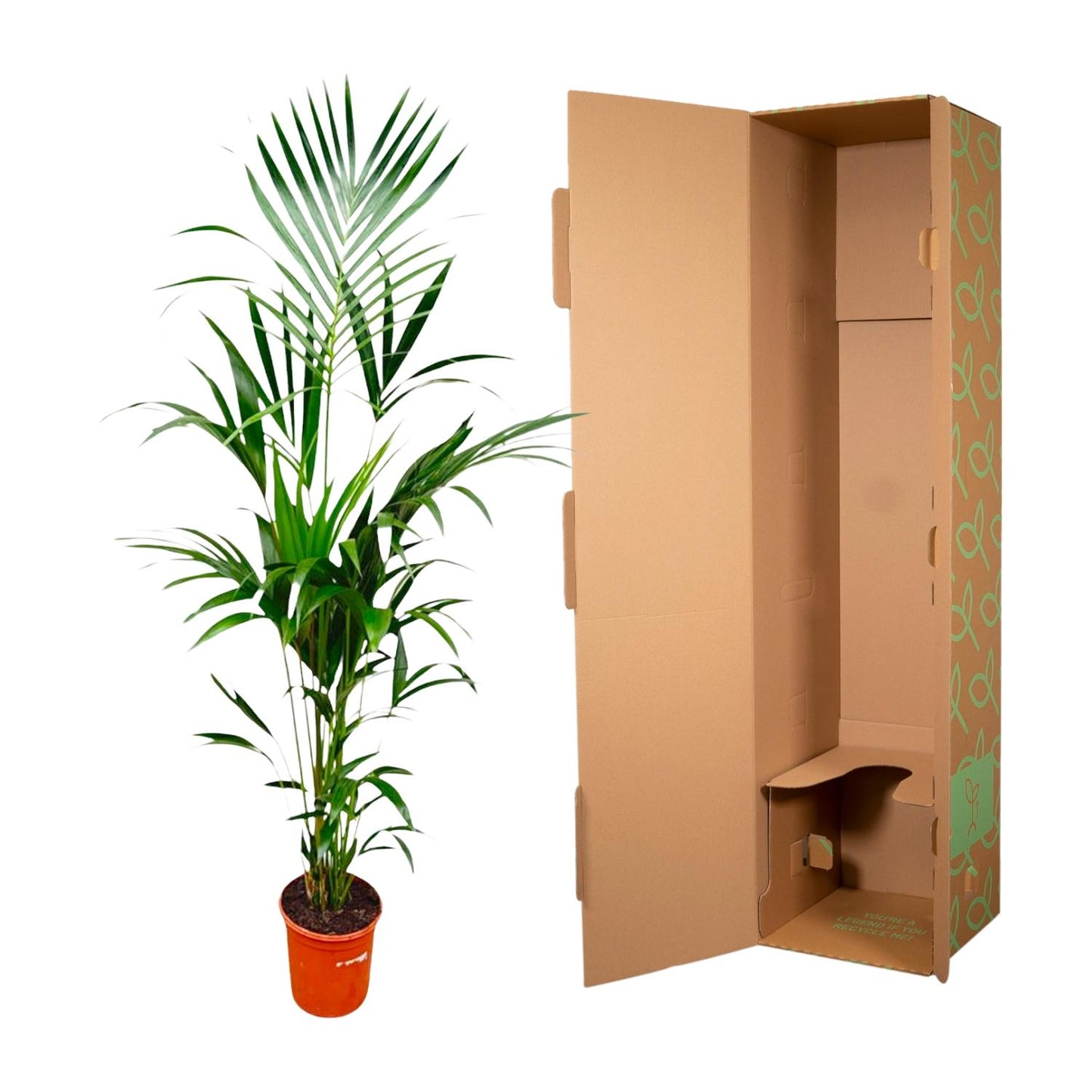 Kentia palm - 180 cm - Forest Plants
