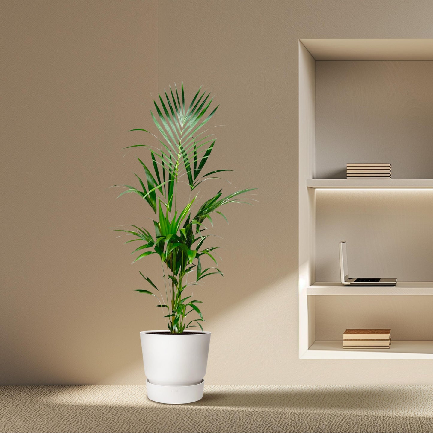Kentia palm - 180 cm - Forest Plants