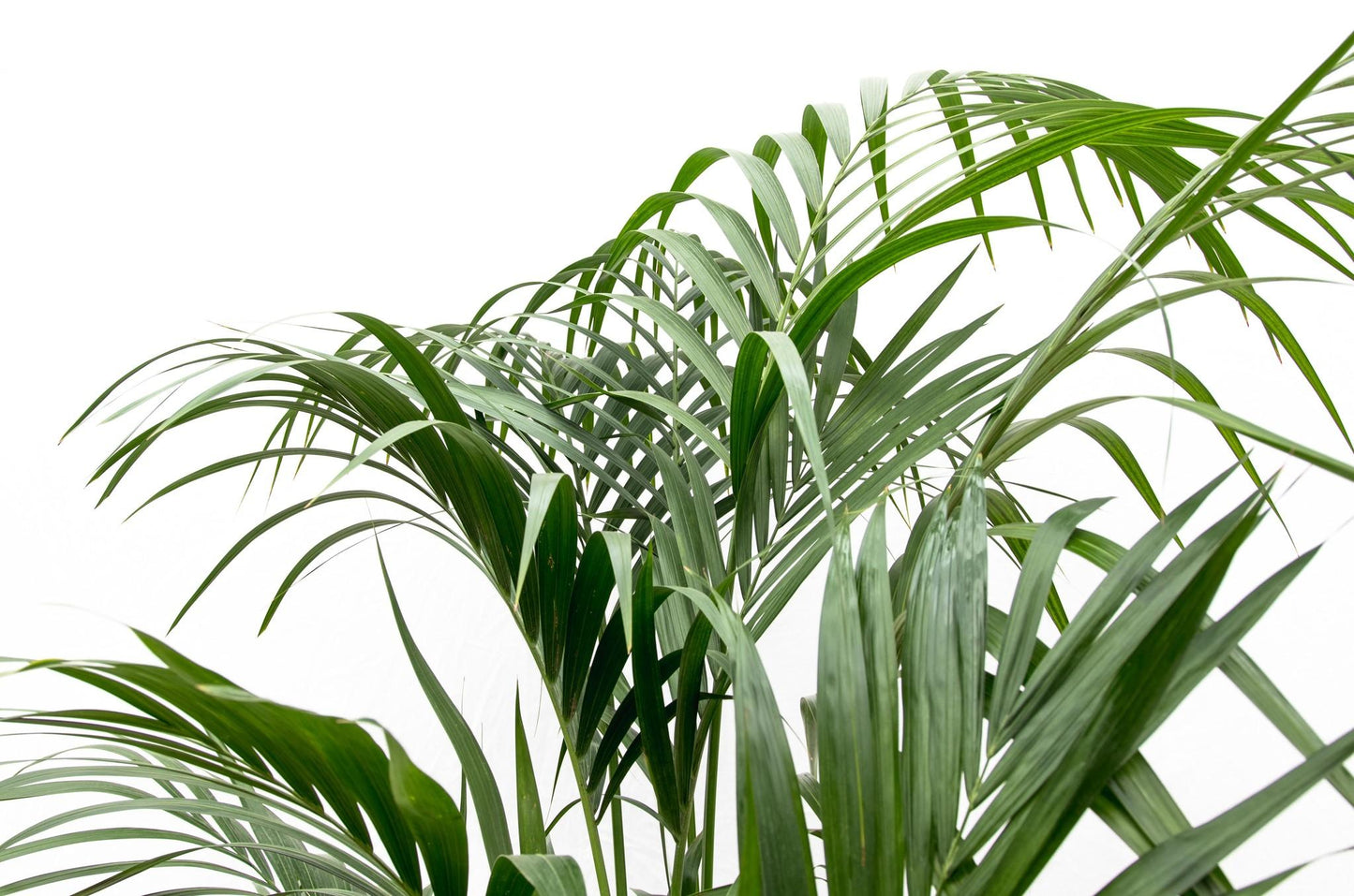 Kentia palm - 180 cm - Forest Plants