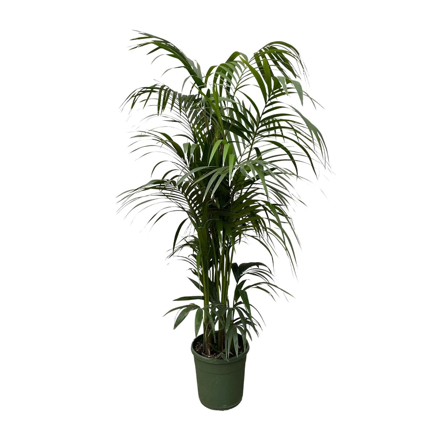 Kentia palm - 220 cm - Forest Plants