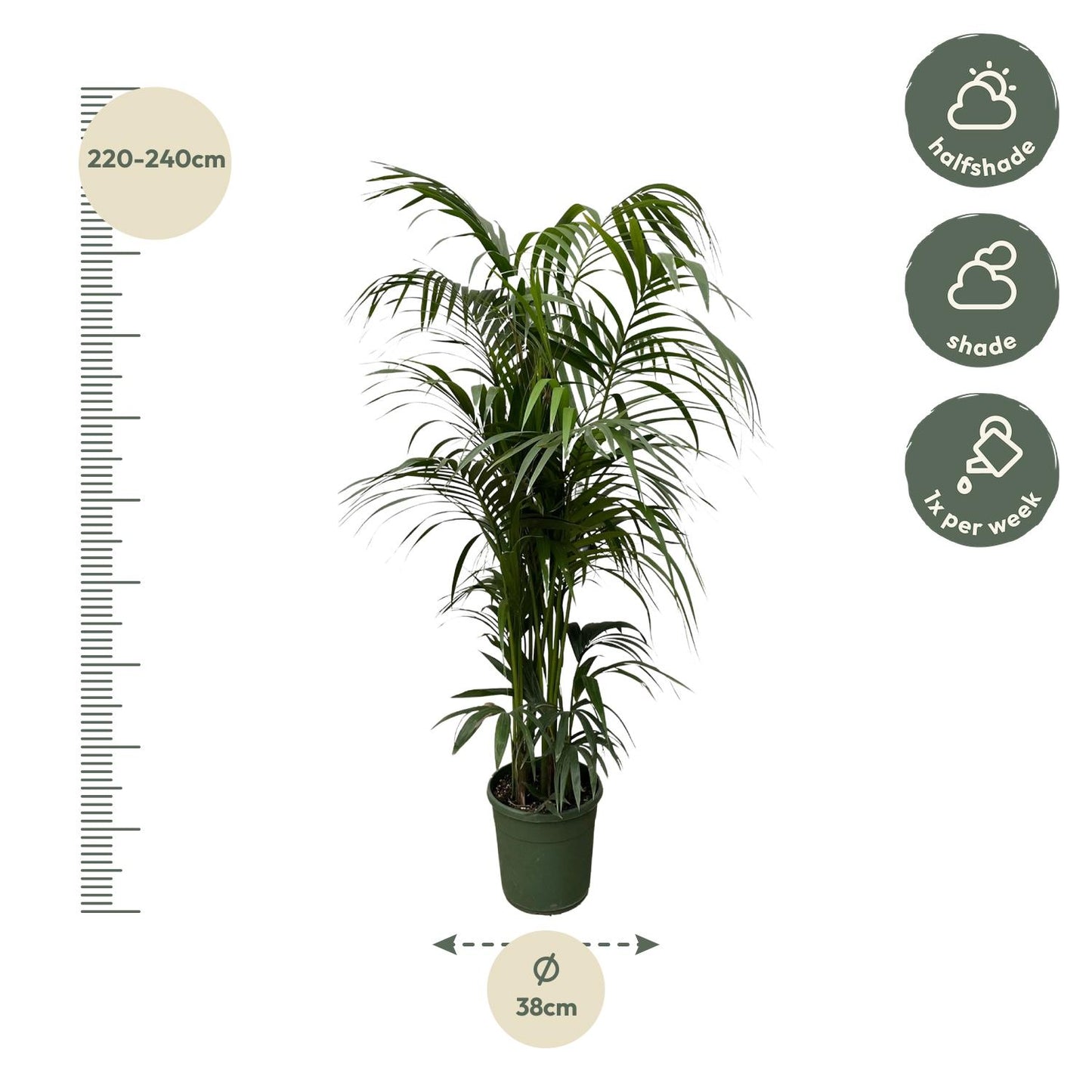 Kentia palm - 220 cm - Forest Plants