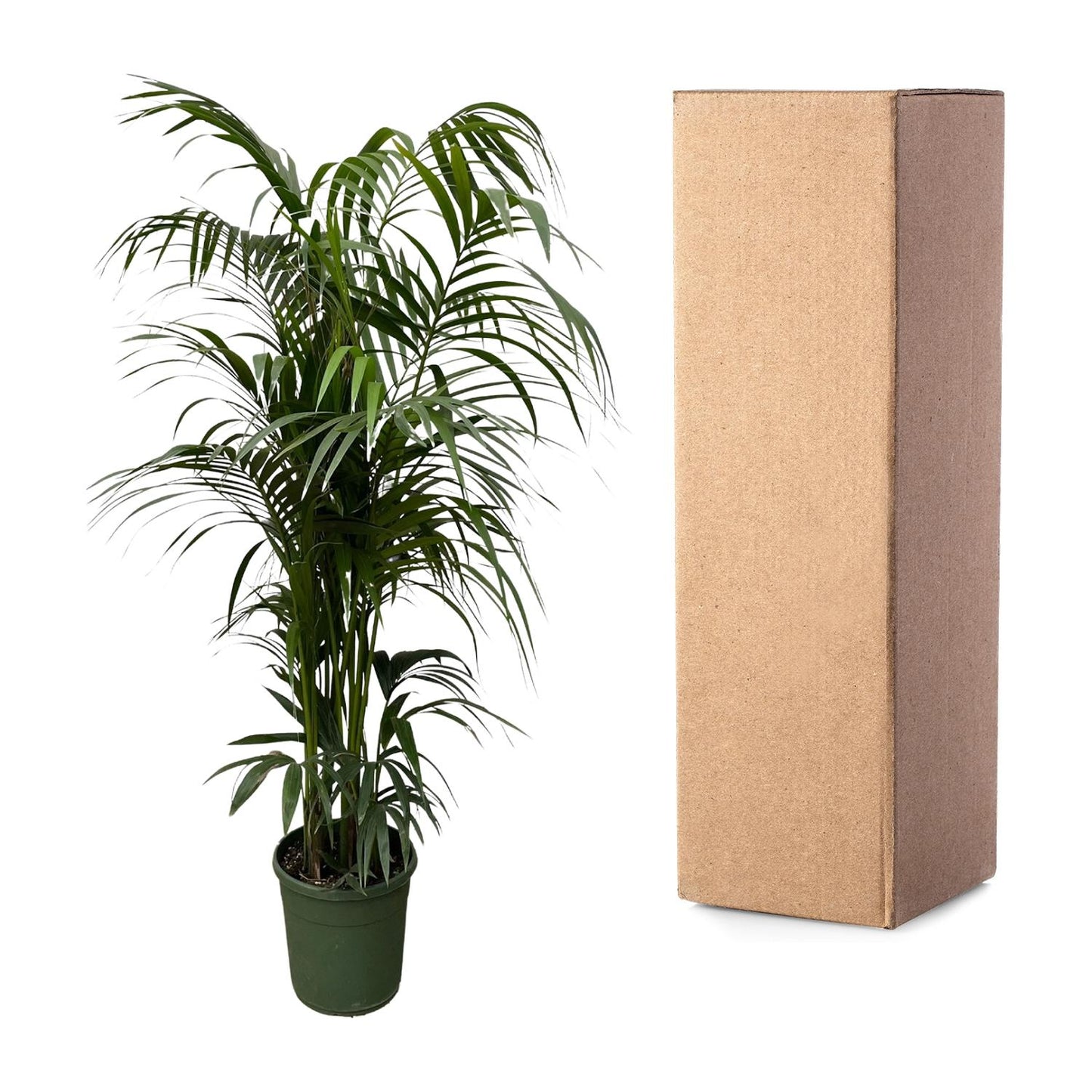 Kentia palm - 220 cm - Forest Plants