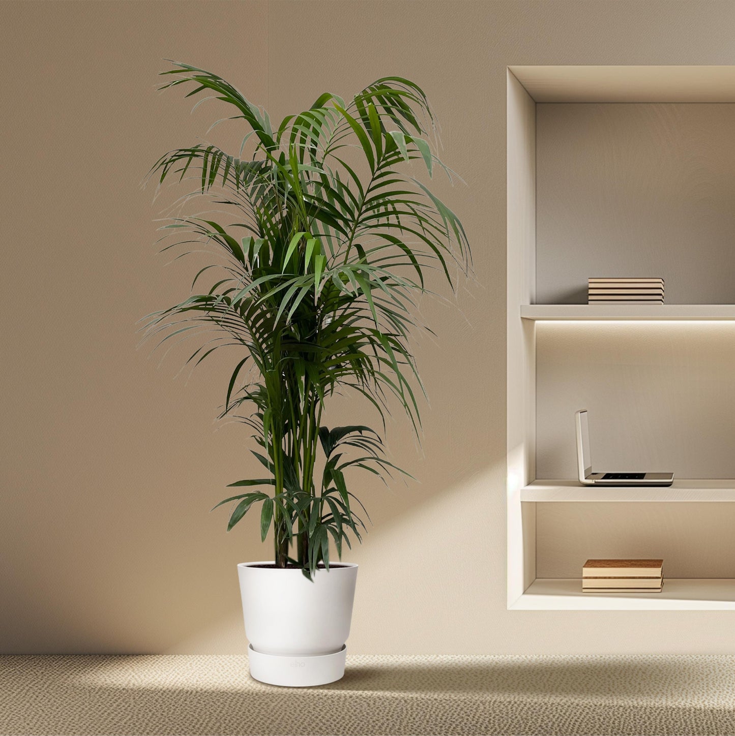 Kentia palm - 220 cm - Forest Plants