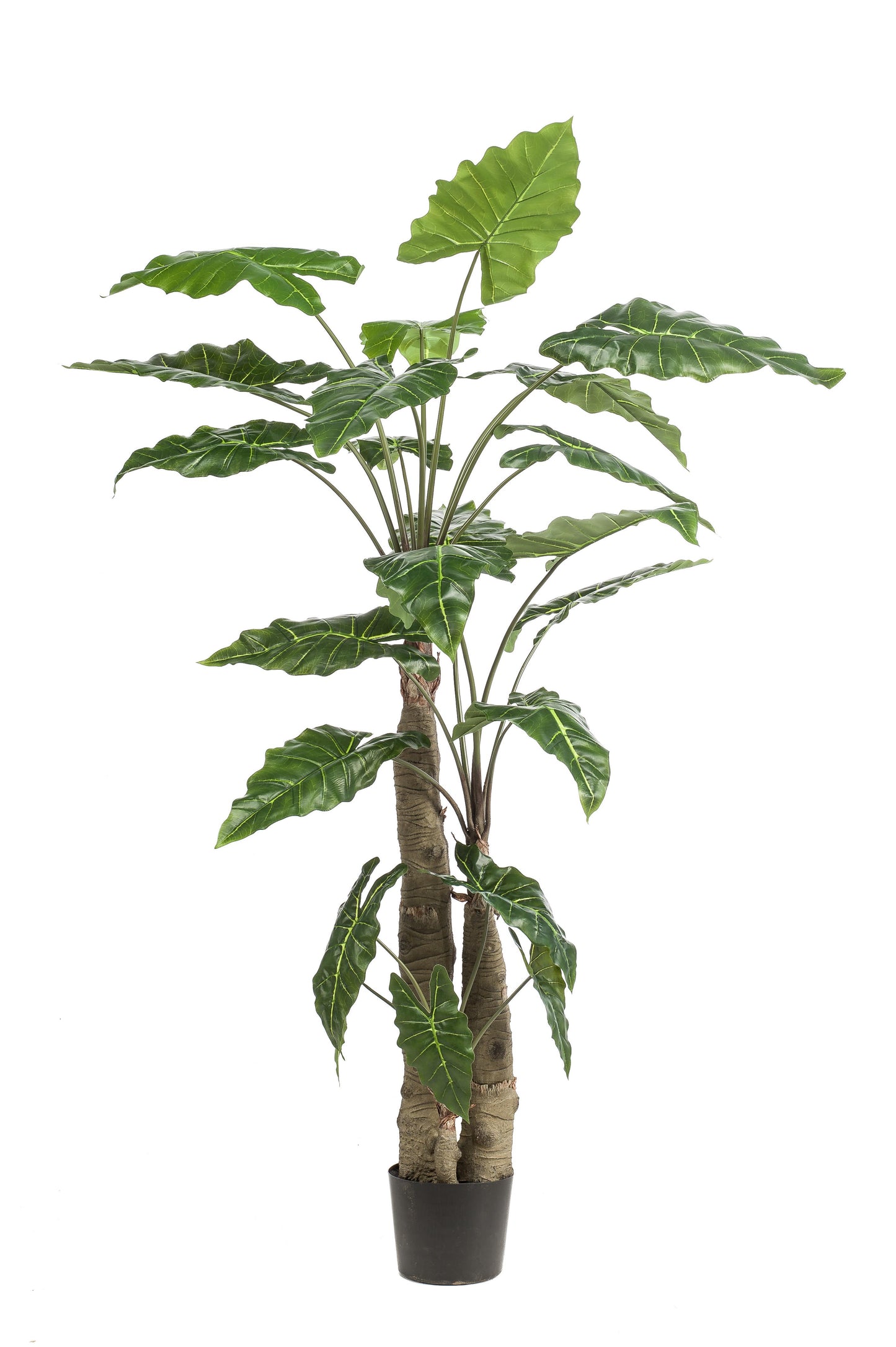 Kunstplant - Alocasia - Olifantsoor - 180 cm - Forest Plants