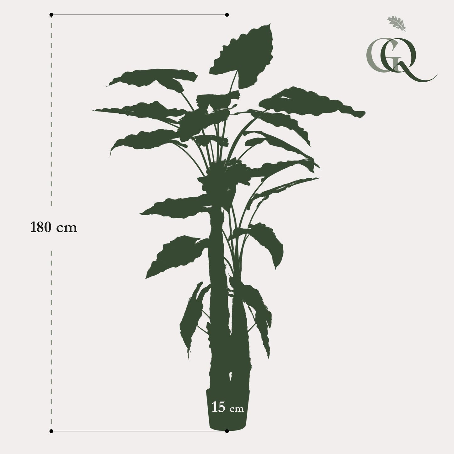 Kunstplant - Alocasia - Olifantsoor - 180 cm - Forest Plants