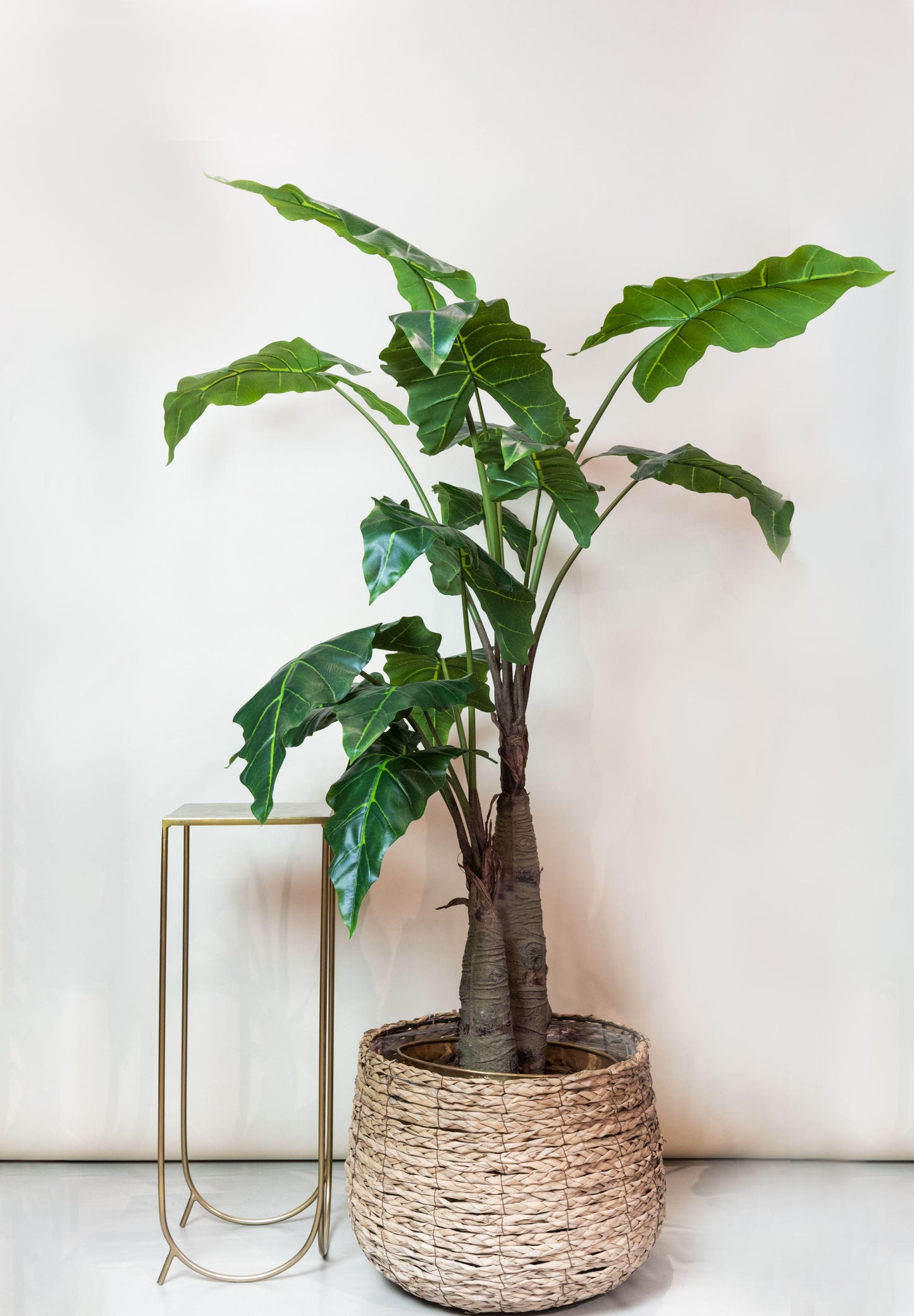 Kunstplant - Alocasia - Olifantsoor - 180 cm - Forest Plants