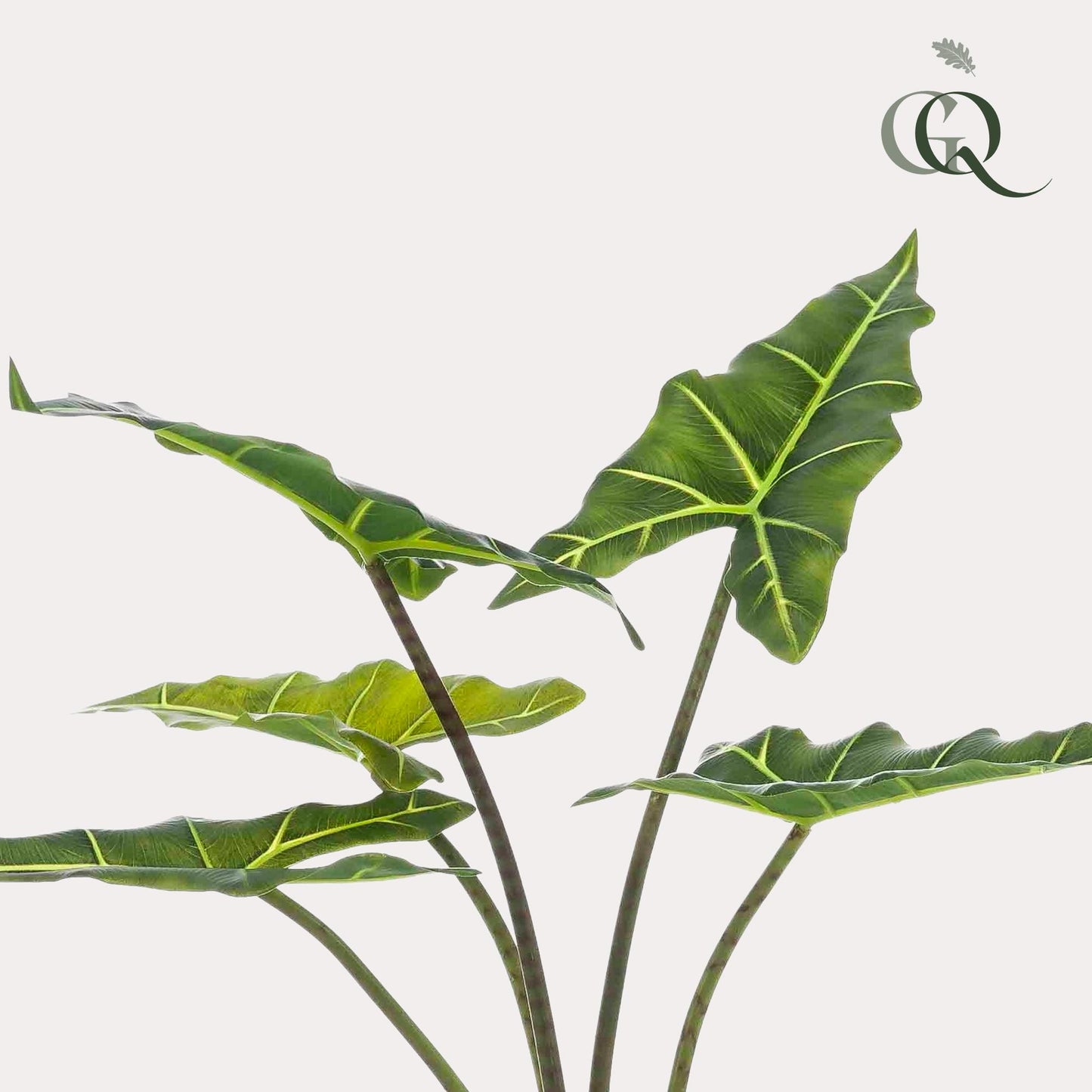 Kunstplant - Alocasia Frydek - Olifantsoor - 80 cm - Forest Plants