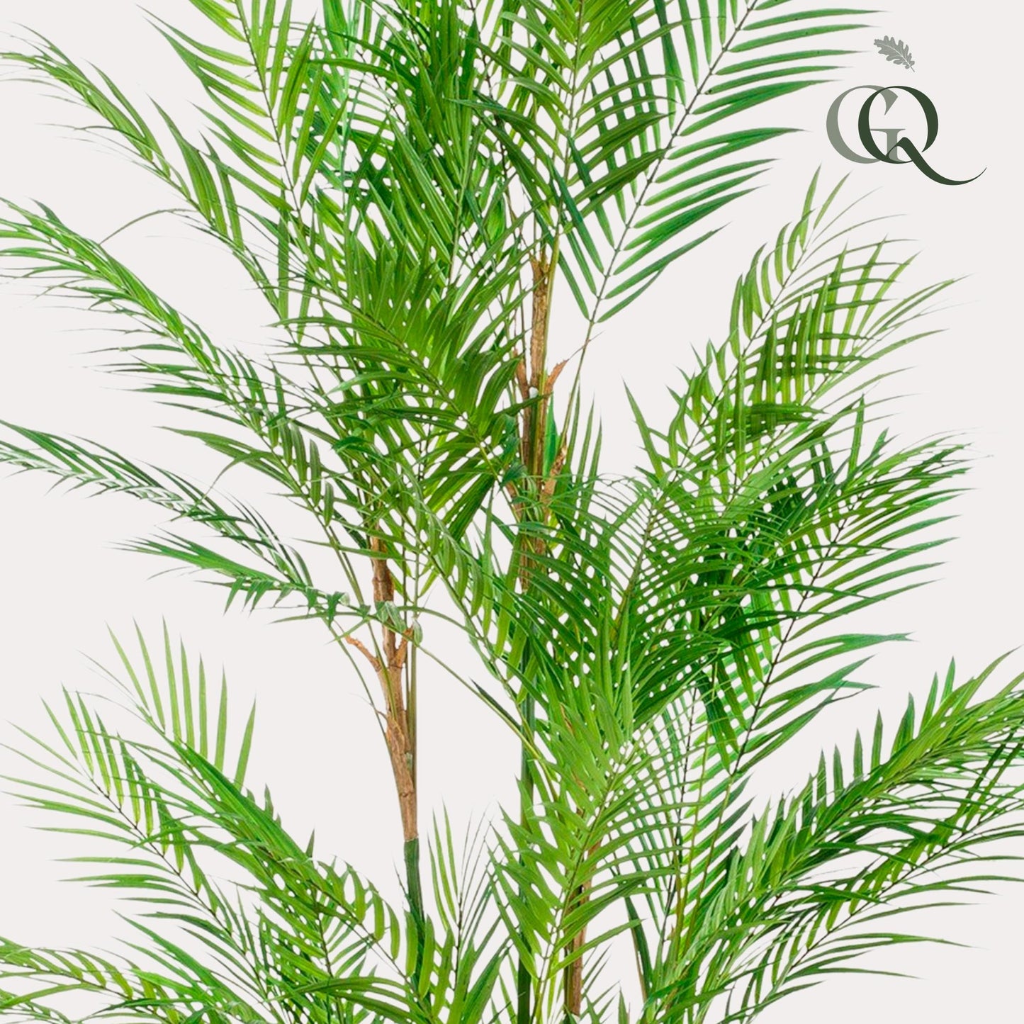 Kunstplant - Chamaedorea Elegans - Bergpalm - 180 cm - Forest Plants