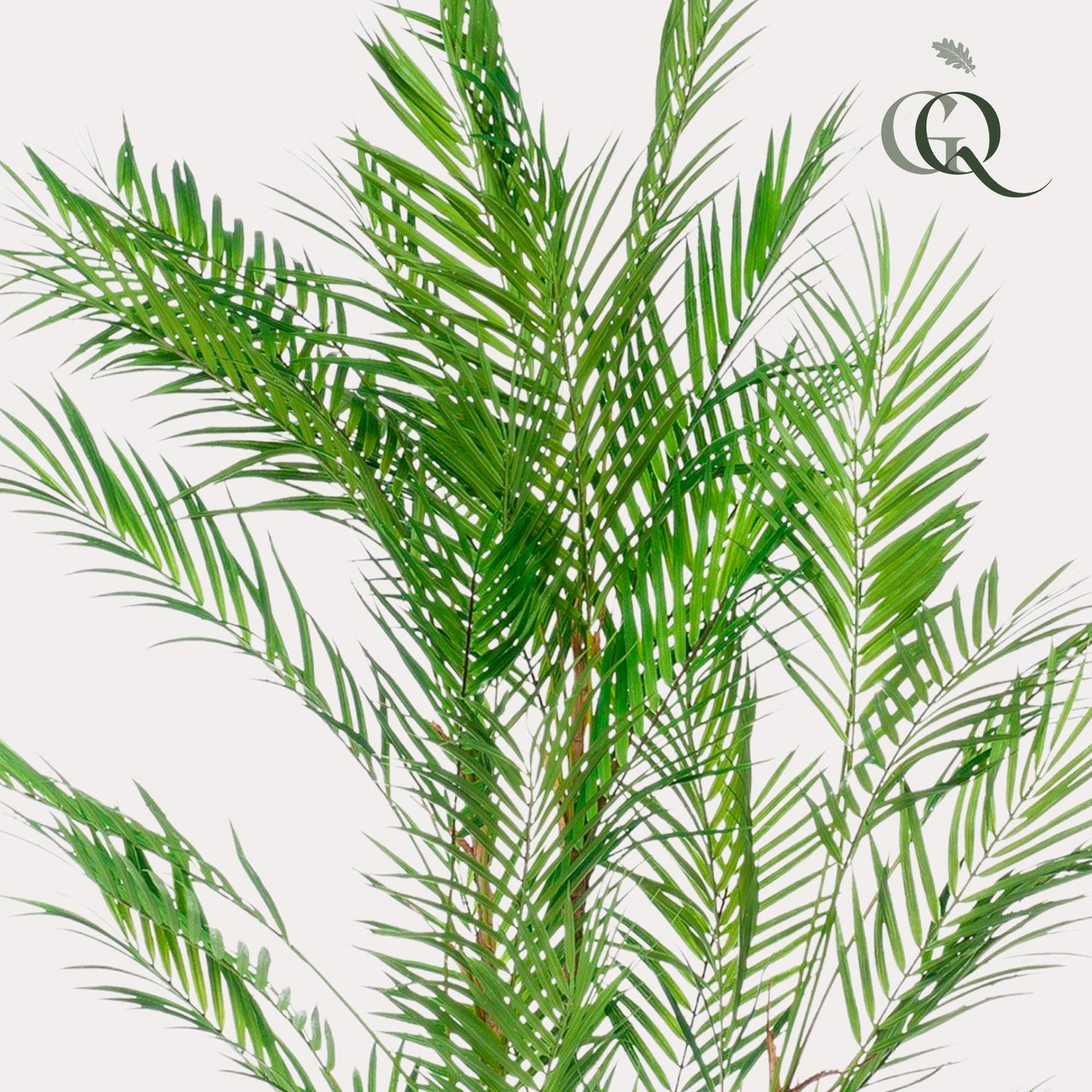 Kunstplant - Chamaedorea Elegans - Bergpalm - 120 cm - Forest Plants