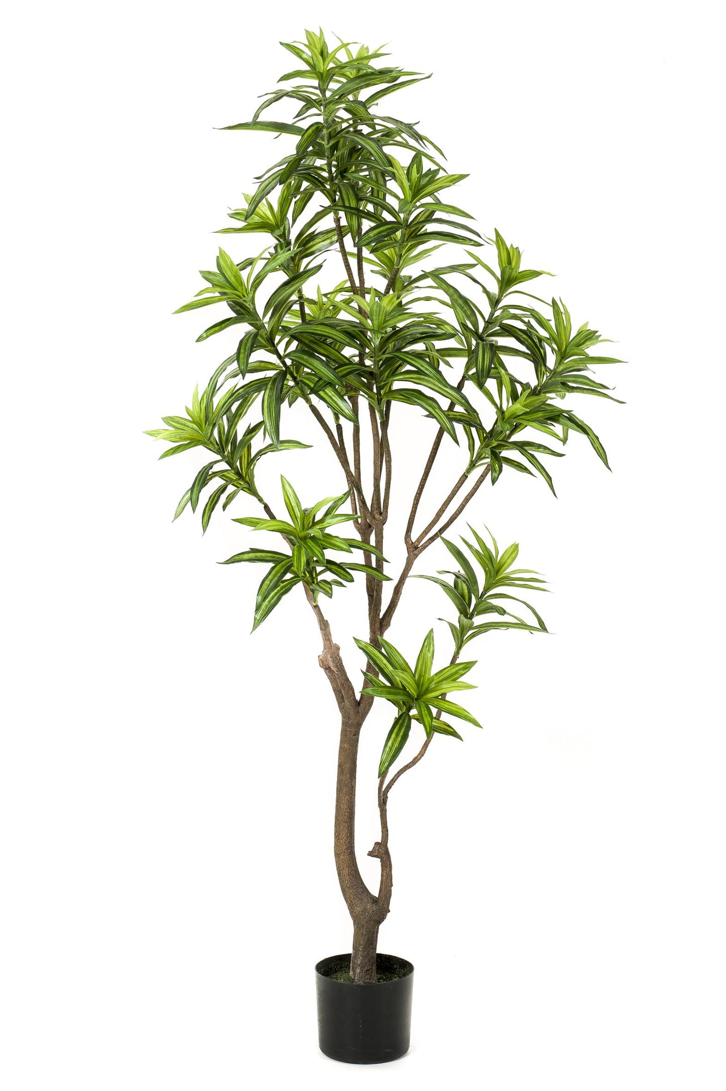 Kunstplant - Dracaena - Drakenboom - 155 cm - Forest Plants