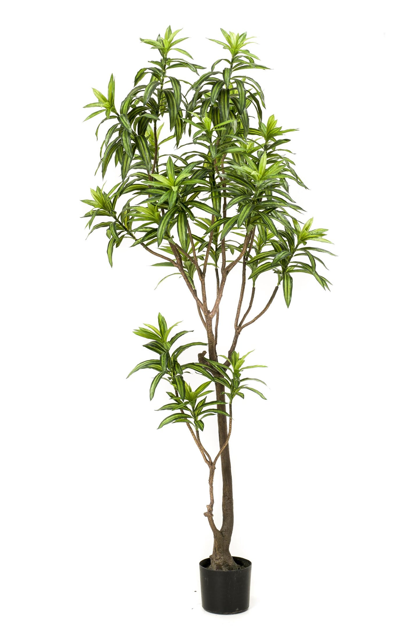 Kunstplant - Dracaena - Drakenboom - 190 cm - Forest Plants