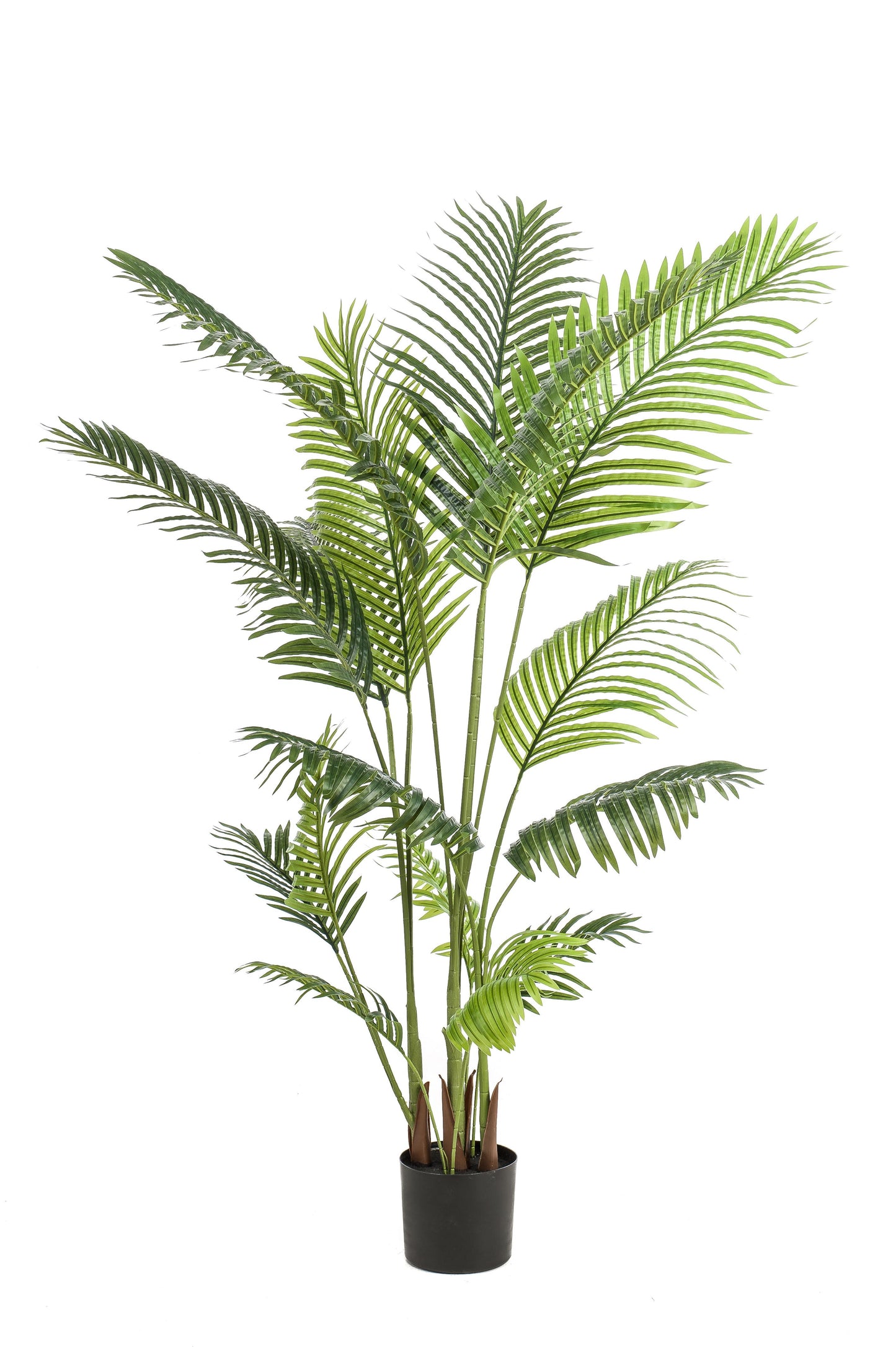 Kunstplant - Howea Forsteriana - 160 cm - Forest Plants