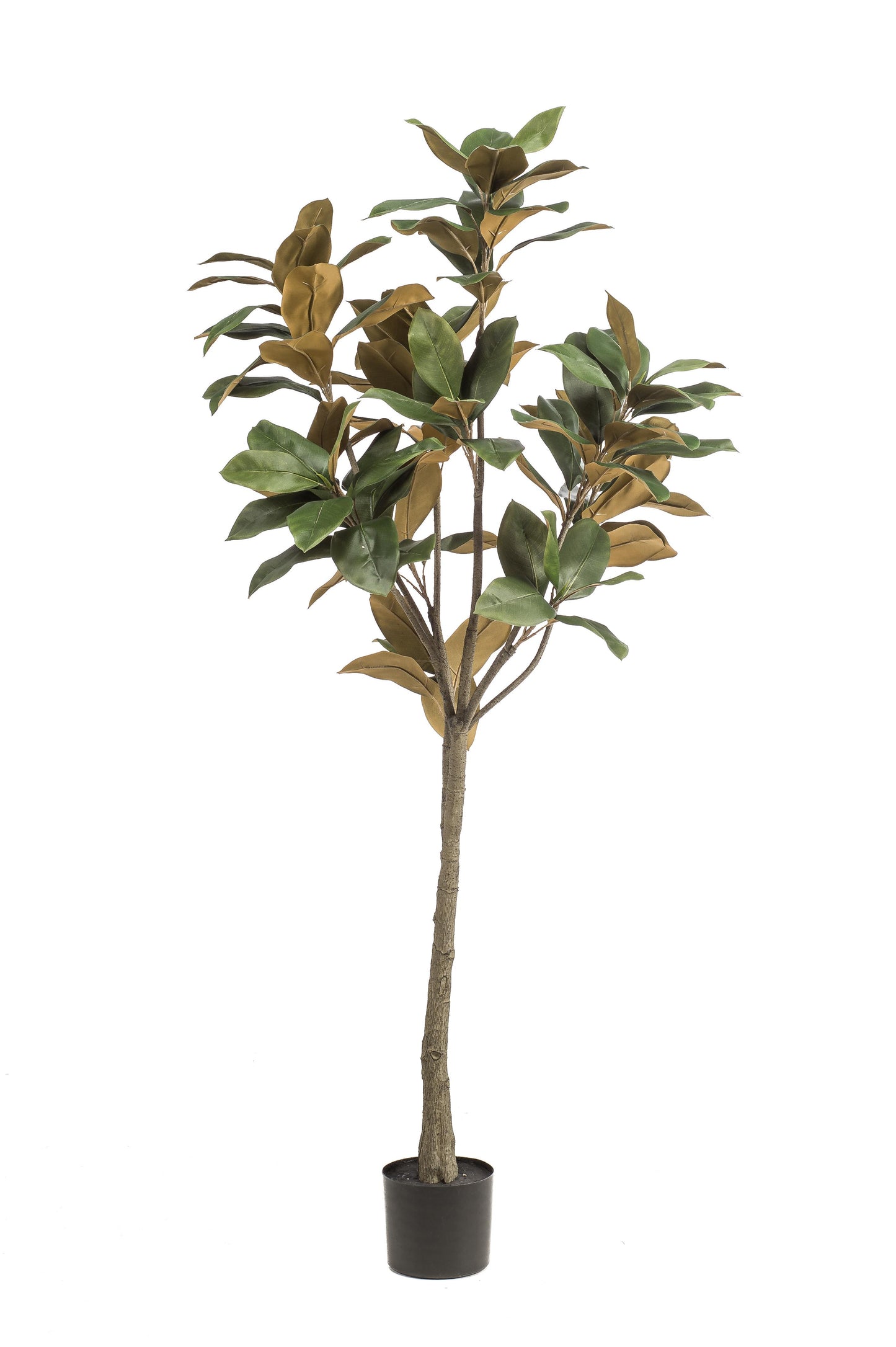 Kunstplant - Magnolia Grandiflora - 150 cm - Forest Plants