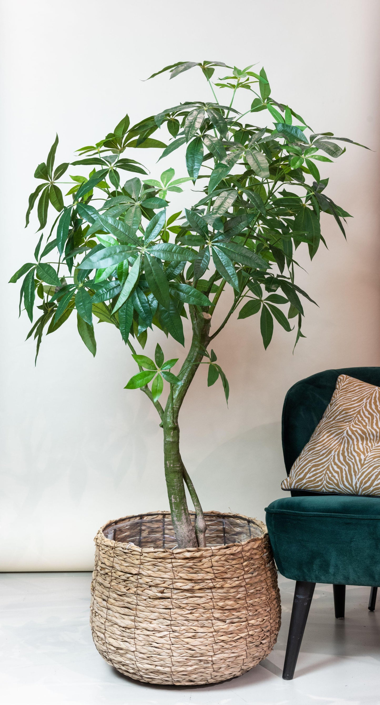 Kunstplant - Pachira Aquatica - Geldboom - 180 cm - Forest Plants