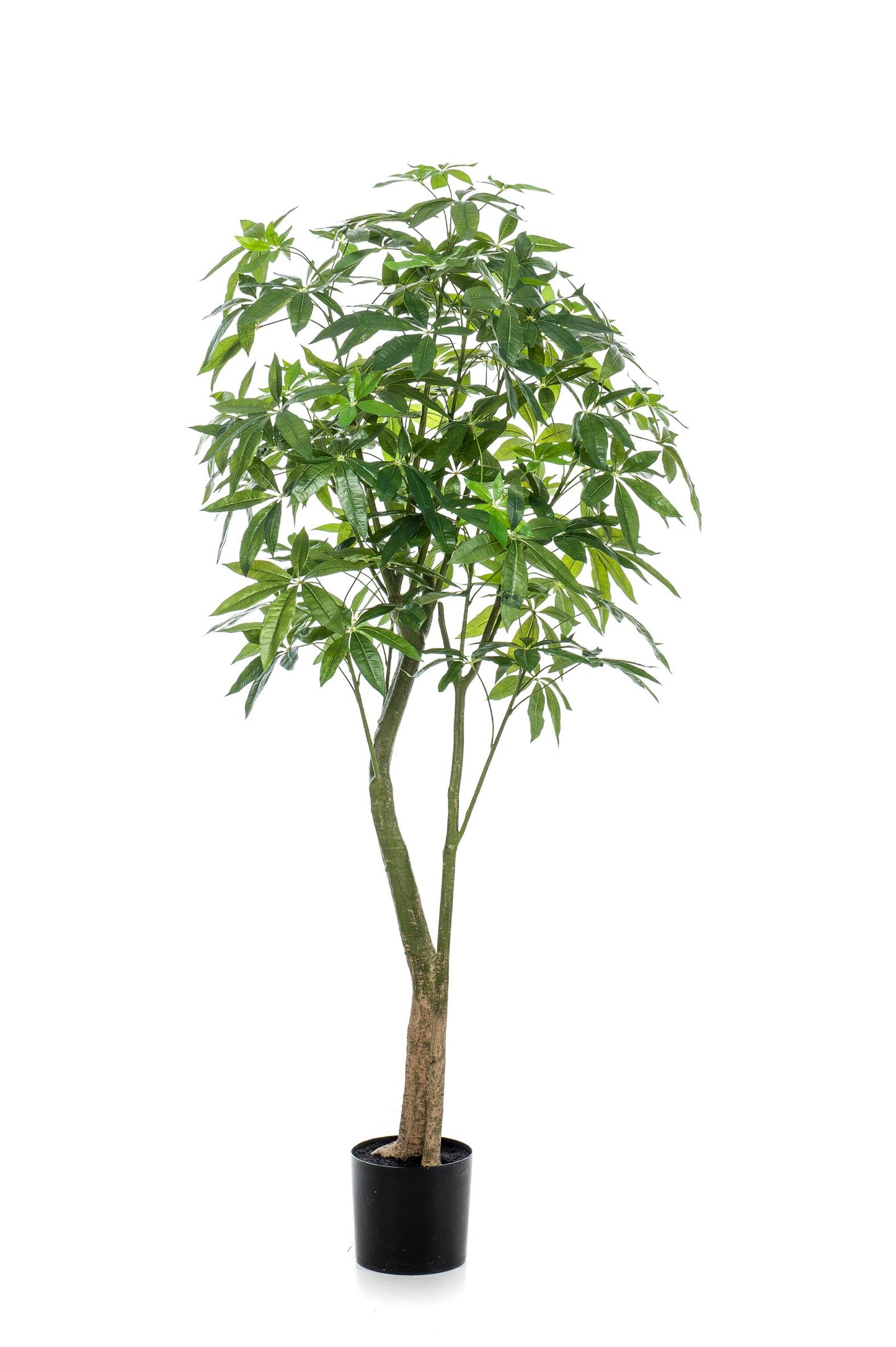 Kunstplant - Pachira Aquatica - Geldboom - 180 cm - Forest Plants