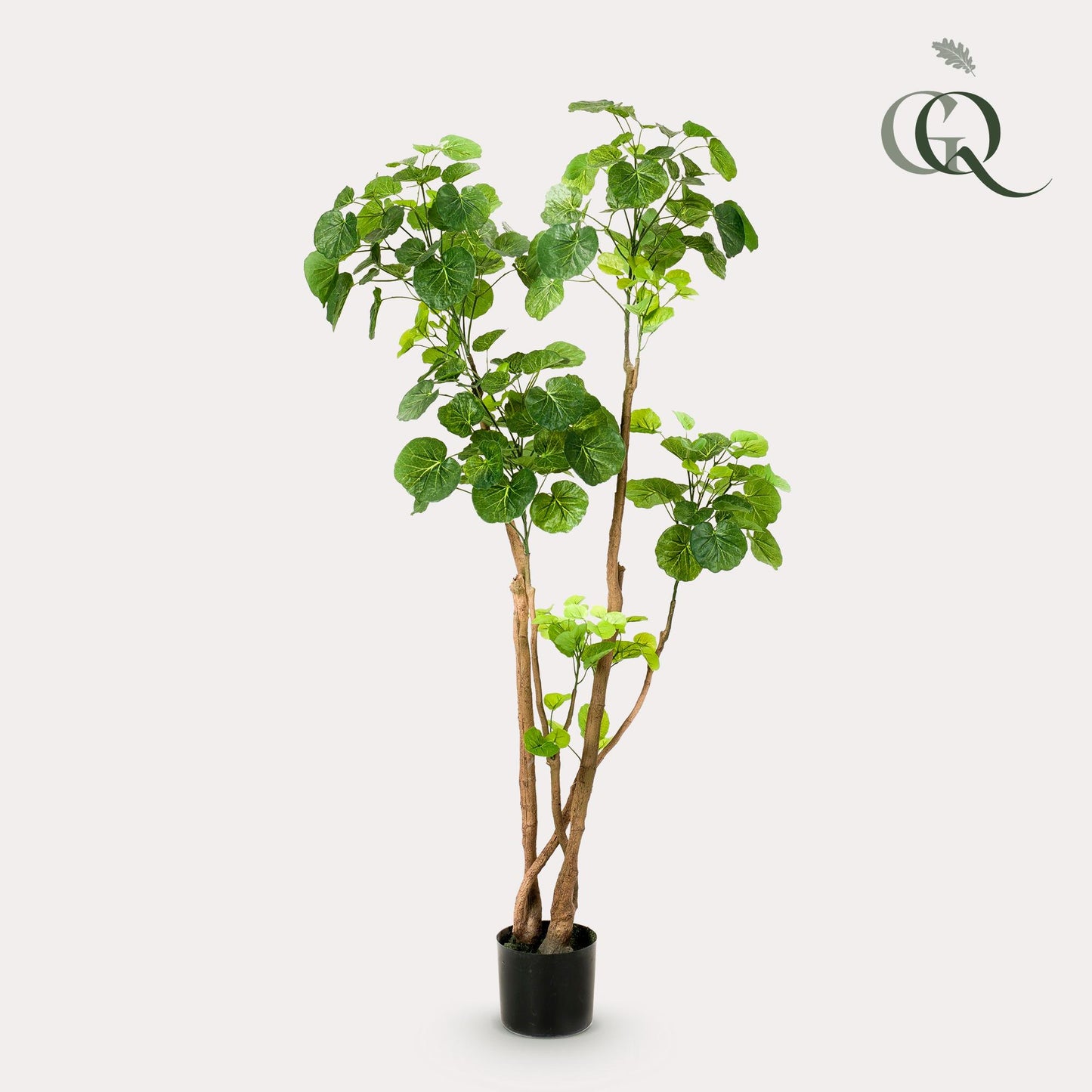 Kunstplant - Polyscias - Aralia - 135 cm - Forest Plants