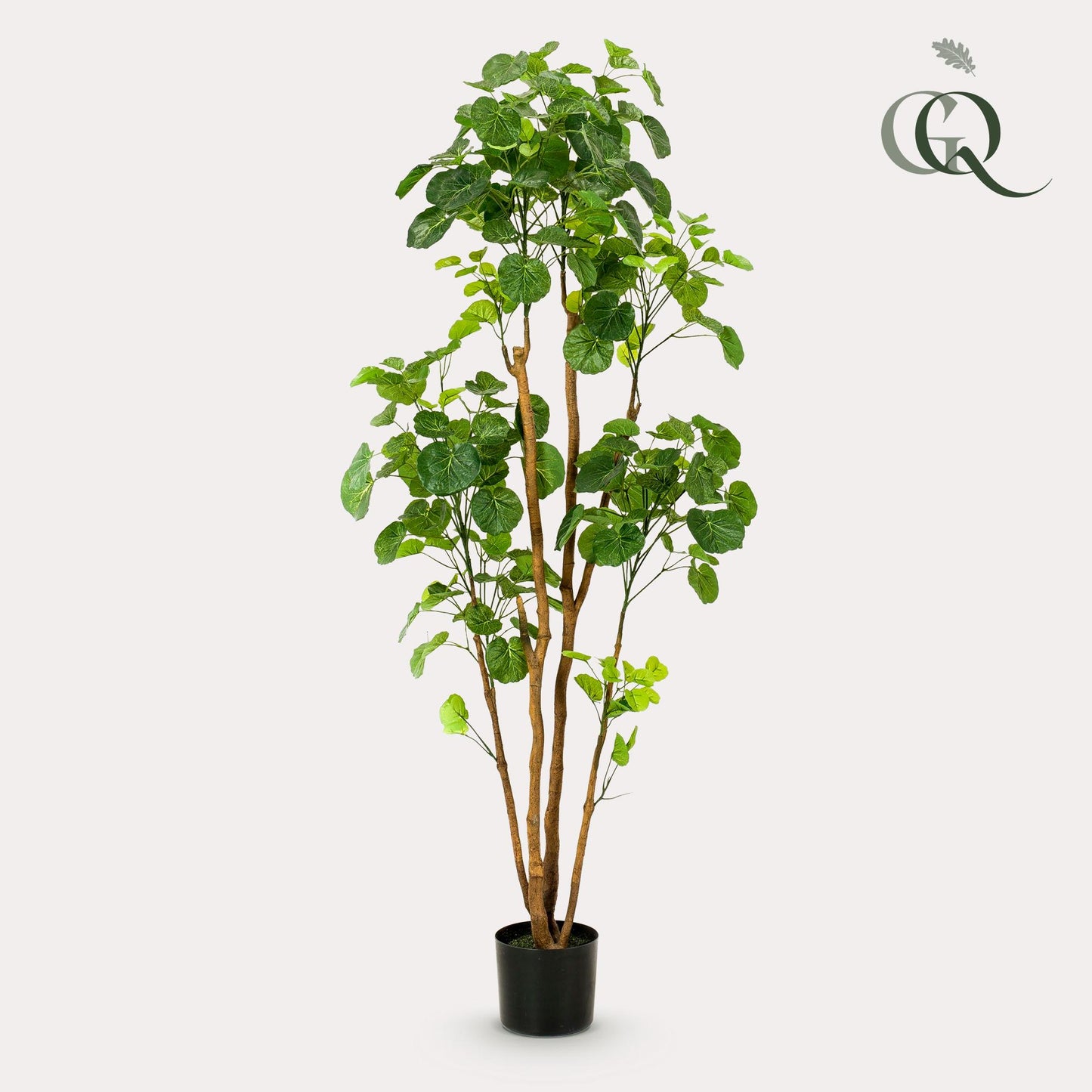 Kunstplant - Polyscias - Aralia - 160 cm - Forest Plants