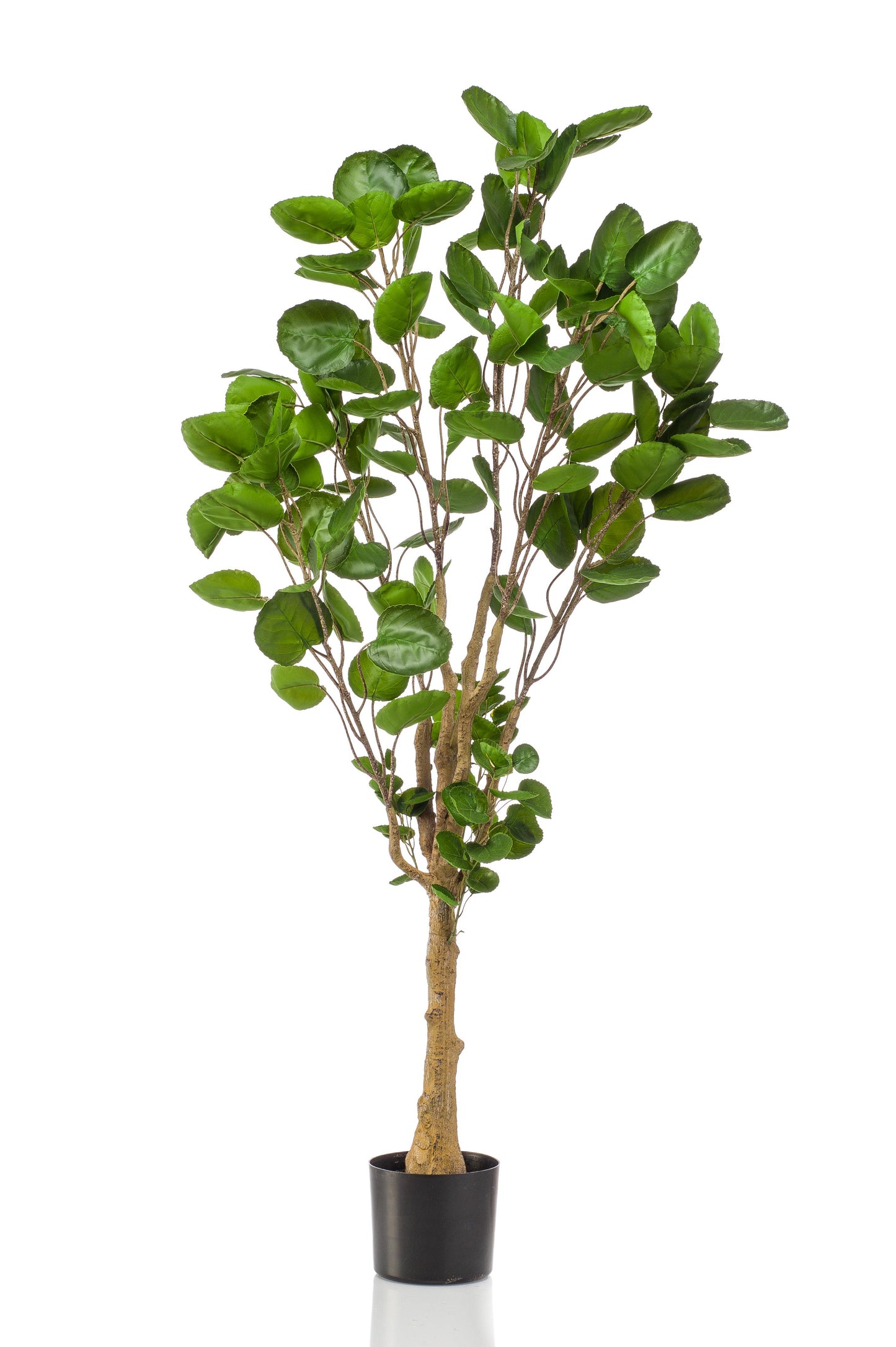 Kunstplant - Polyscias - Aralia - 150 cm - Forest Plants