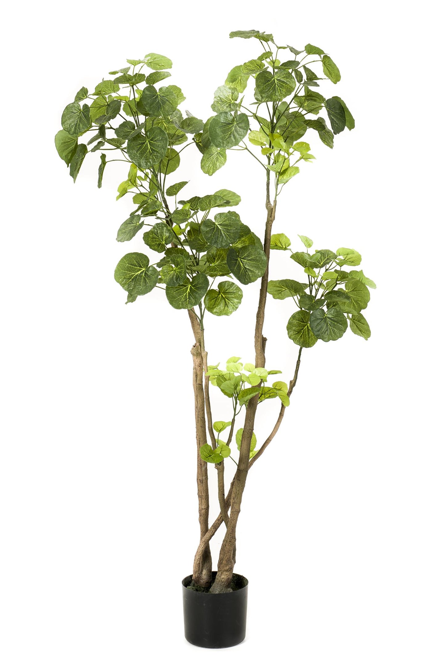 Kunstplant - Polyscias - Aralia - 135 cm - Forest Plants
