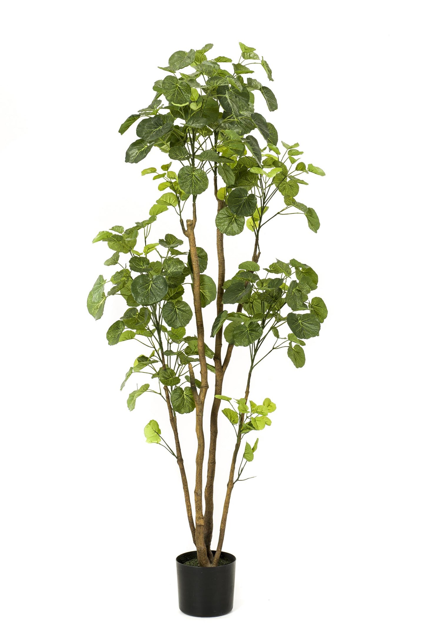Kunstplant - Polyscias - Aralia - 160 cm - Forest Plants