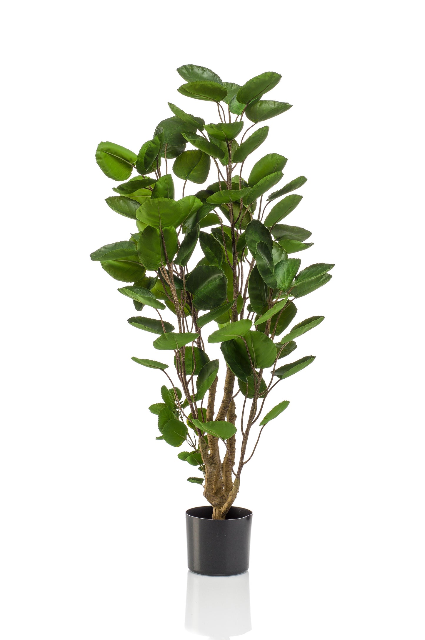 Kunstplant - Polyscias - Aralia - 105 cm - Forest Plants