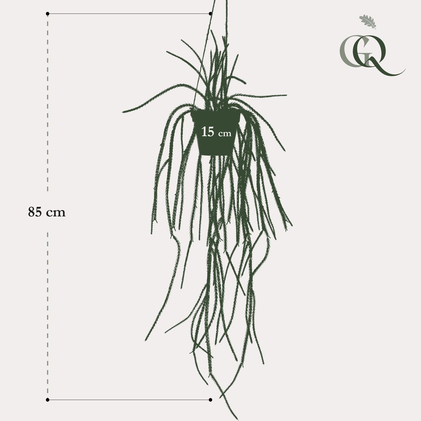 Kunstplant - Rhypsalis - Koraalcactus - 85 cm - Forest Plants