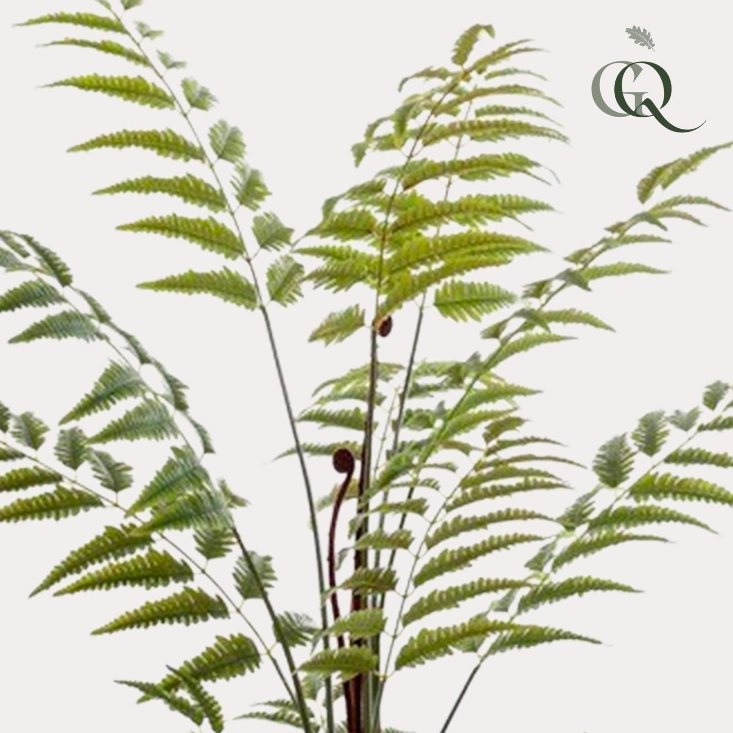 Kunstplant - Rumohra Adiantiformis - Ledervaren - 150 cm - Forest Plants