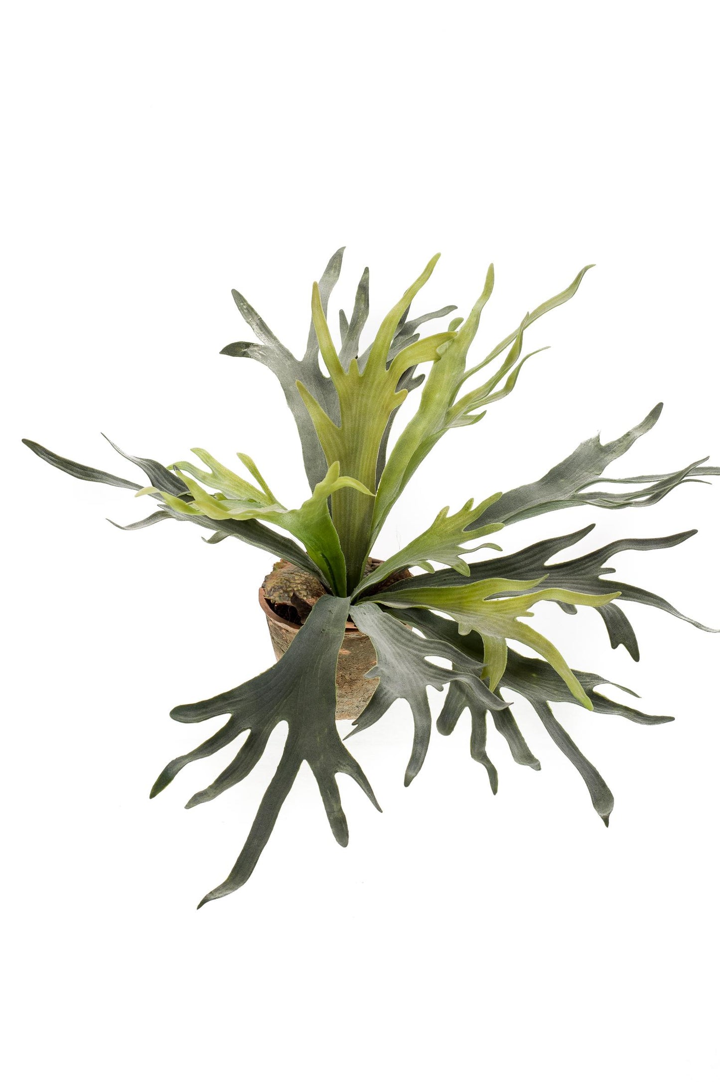 Kunstplant - Staghorn Fern - Hertshoorn - 50 cm - Forest Plants