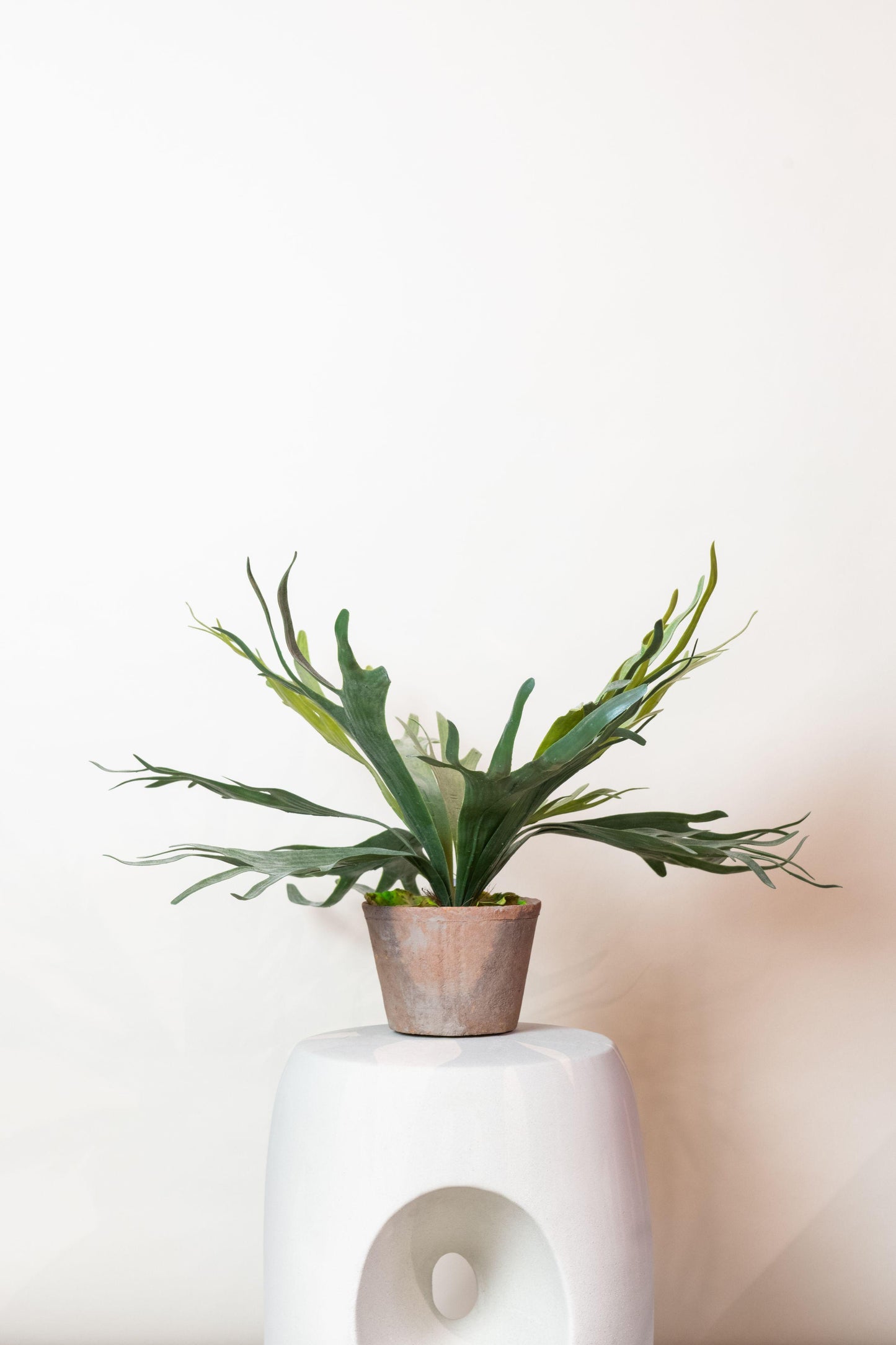 Kunstplant - Staghorn Fern - Hertshoorn - 50 cm - Forest Plants