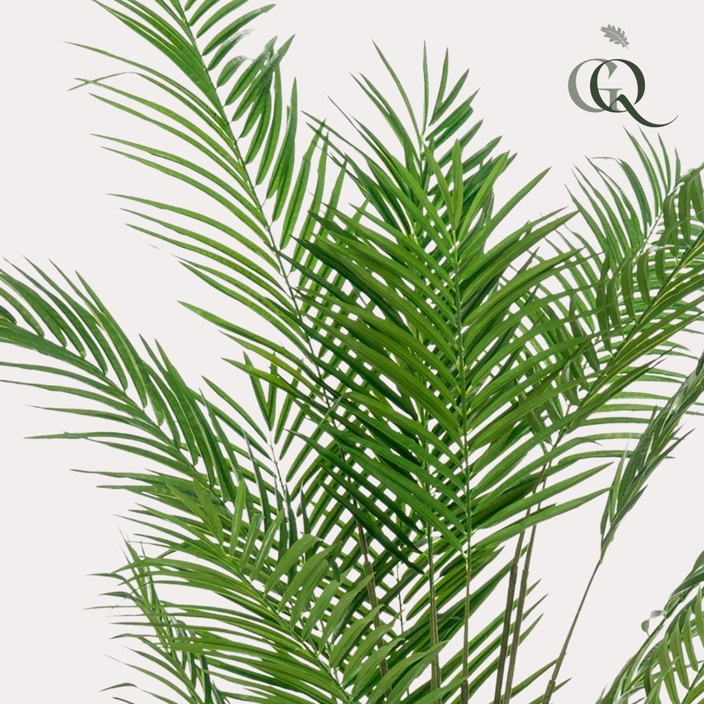 Kunstplant - Areca Lutescens - Goudpalm - 180 cm - Forest Plants