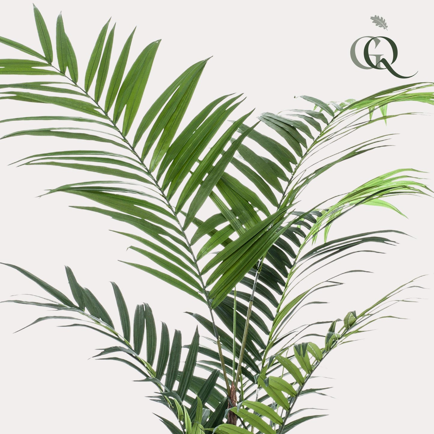 Kunstplant - Kentiapalm - 210 cm - Forest Plants